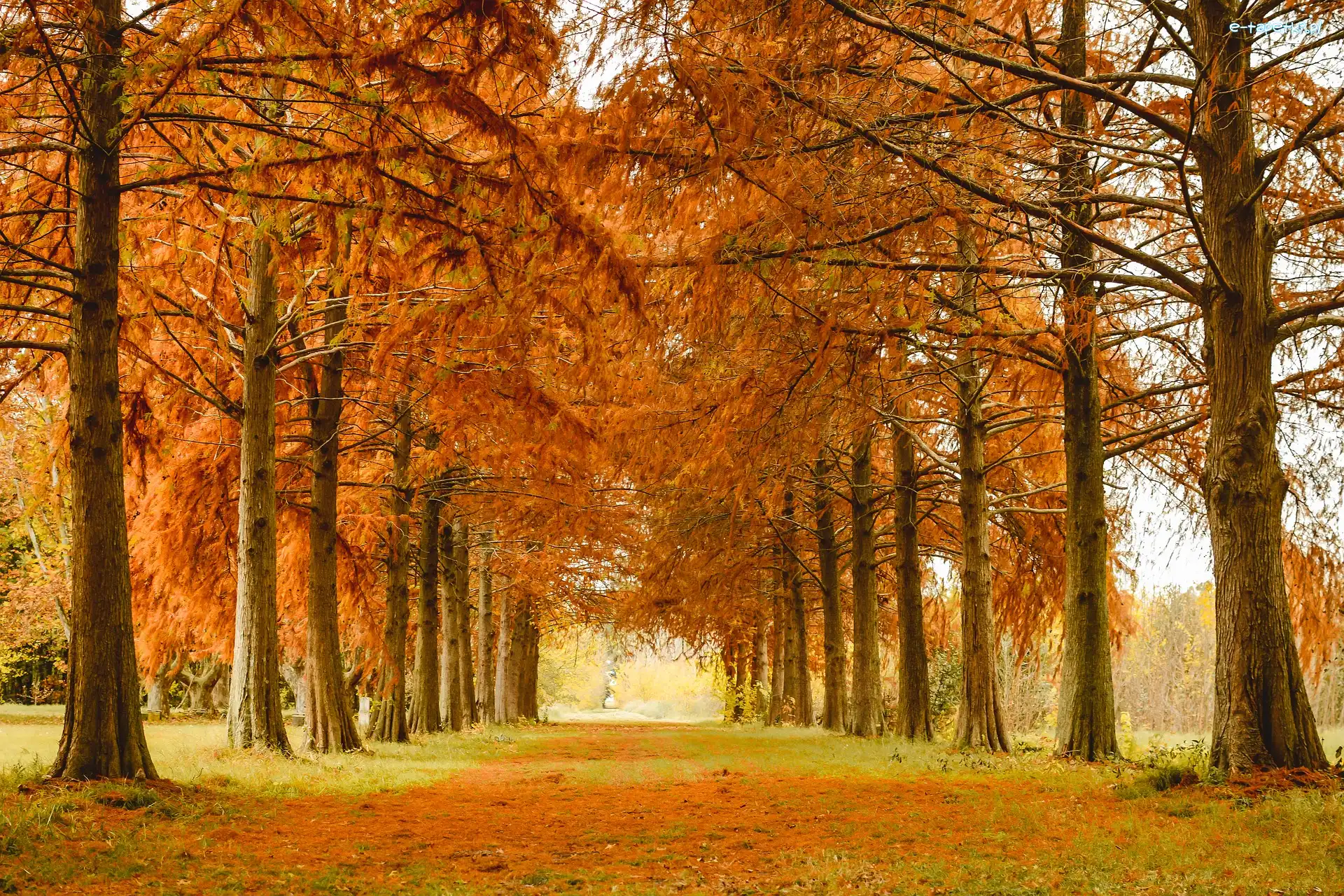Park, Alejka, Drzewa, Jesień