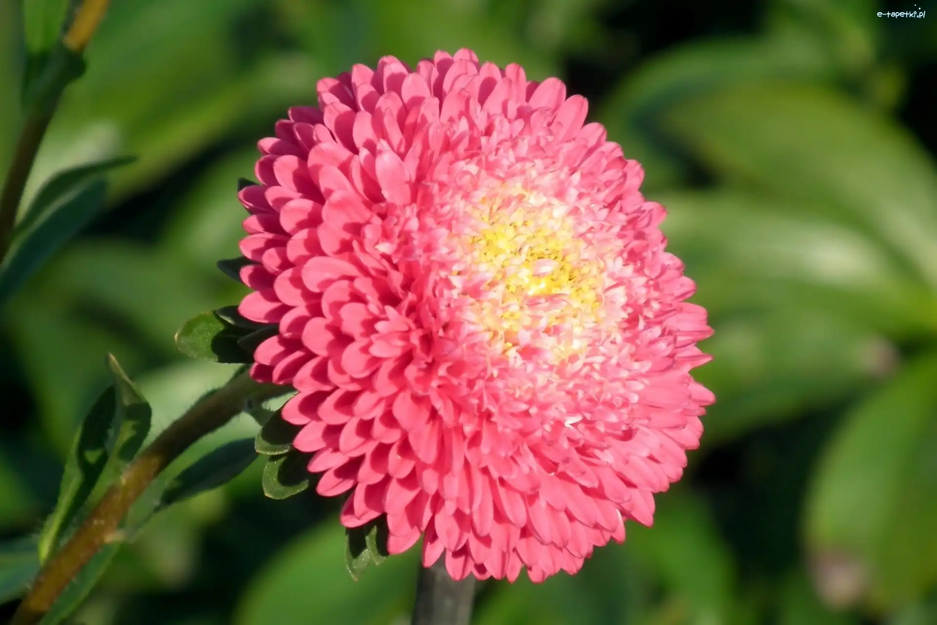 Kwiat, Różowy, Aster, Przyroda