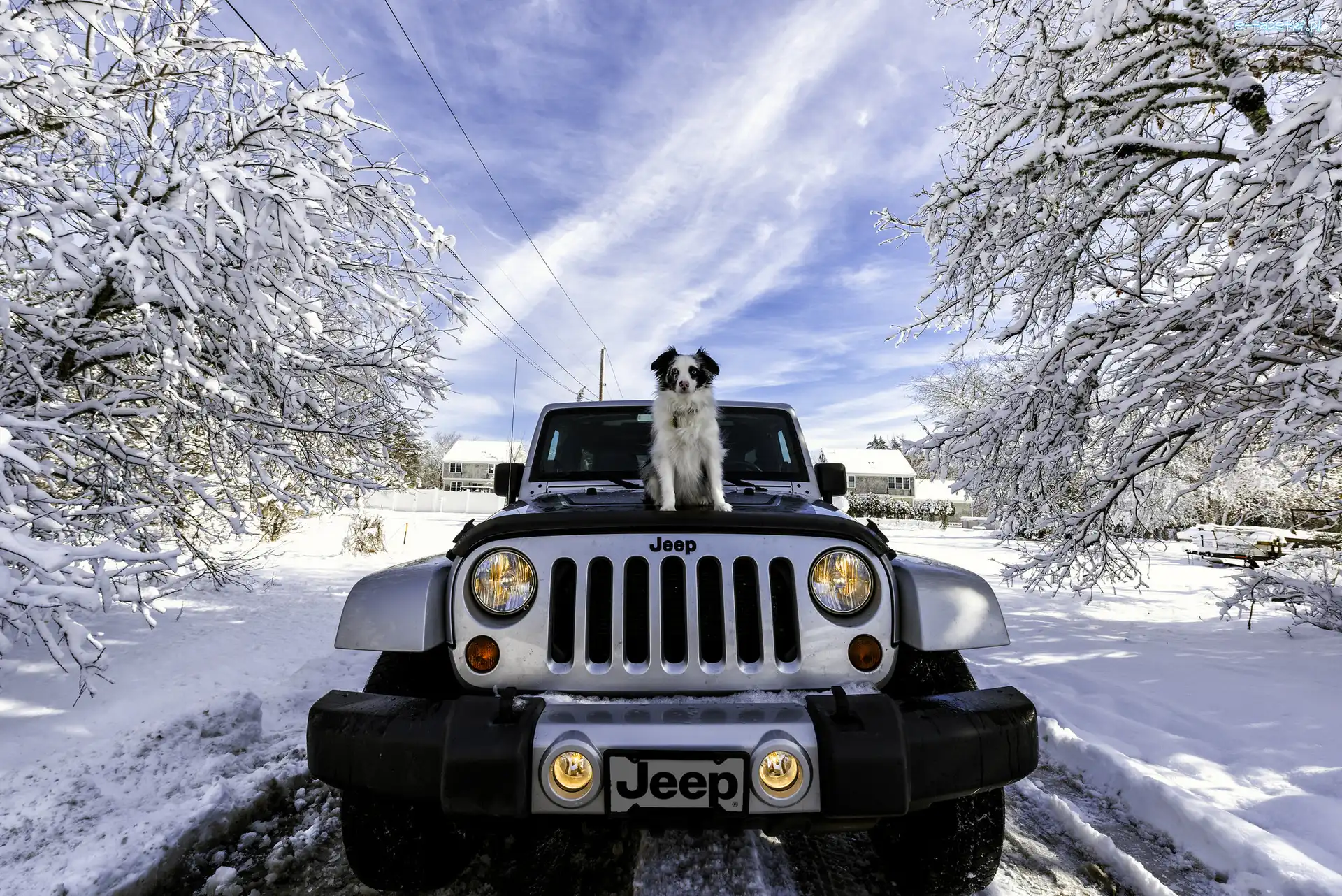 Zima, Jeep, Samochód, Owczarek australijski, Wrangler