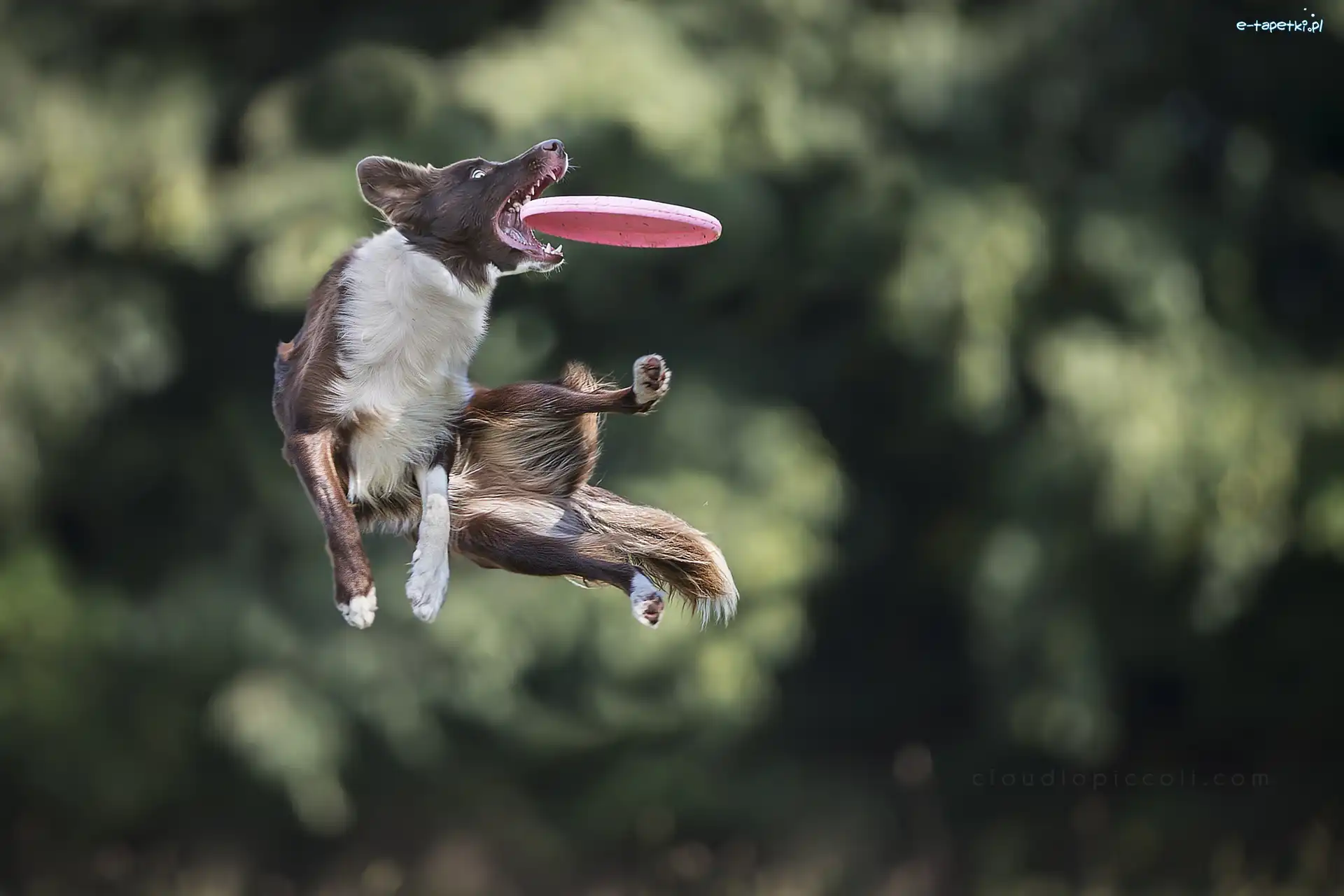 Sportowe, Frisbee, Zawody, Border Collie