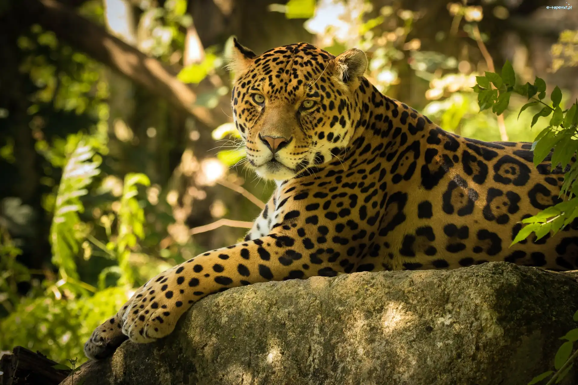 Skała, Jaguar