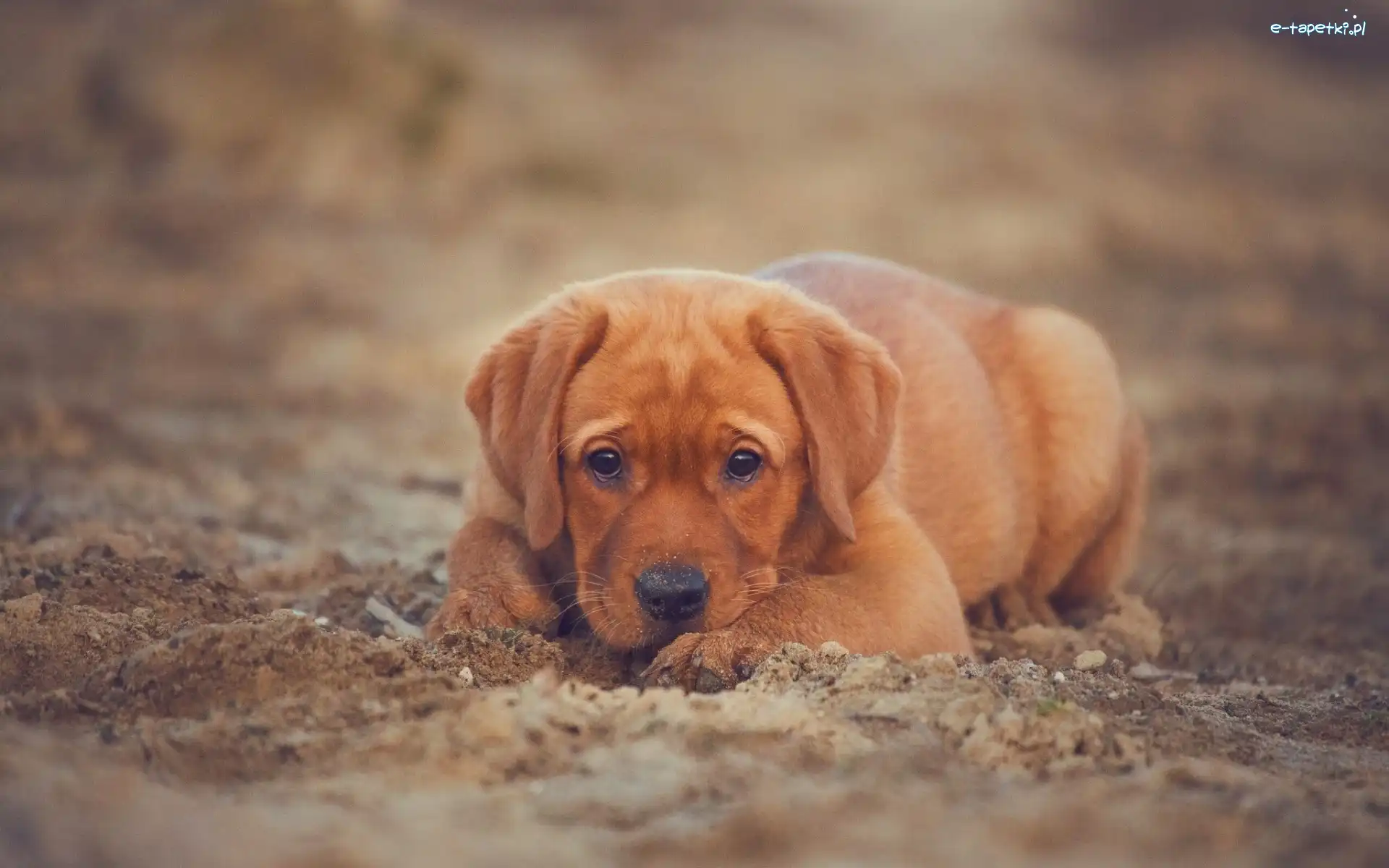 Labrador retriever, Uszy, Brązowy, Szczeniak, Długie