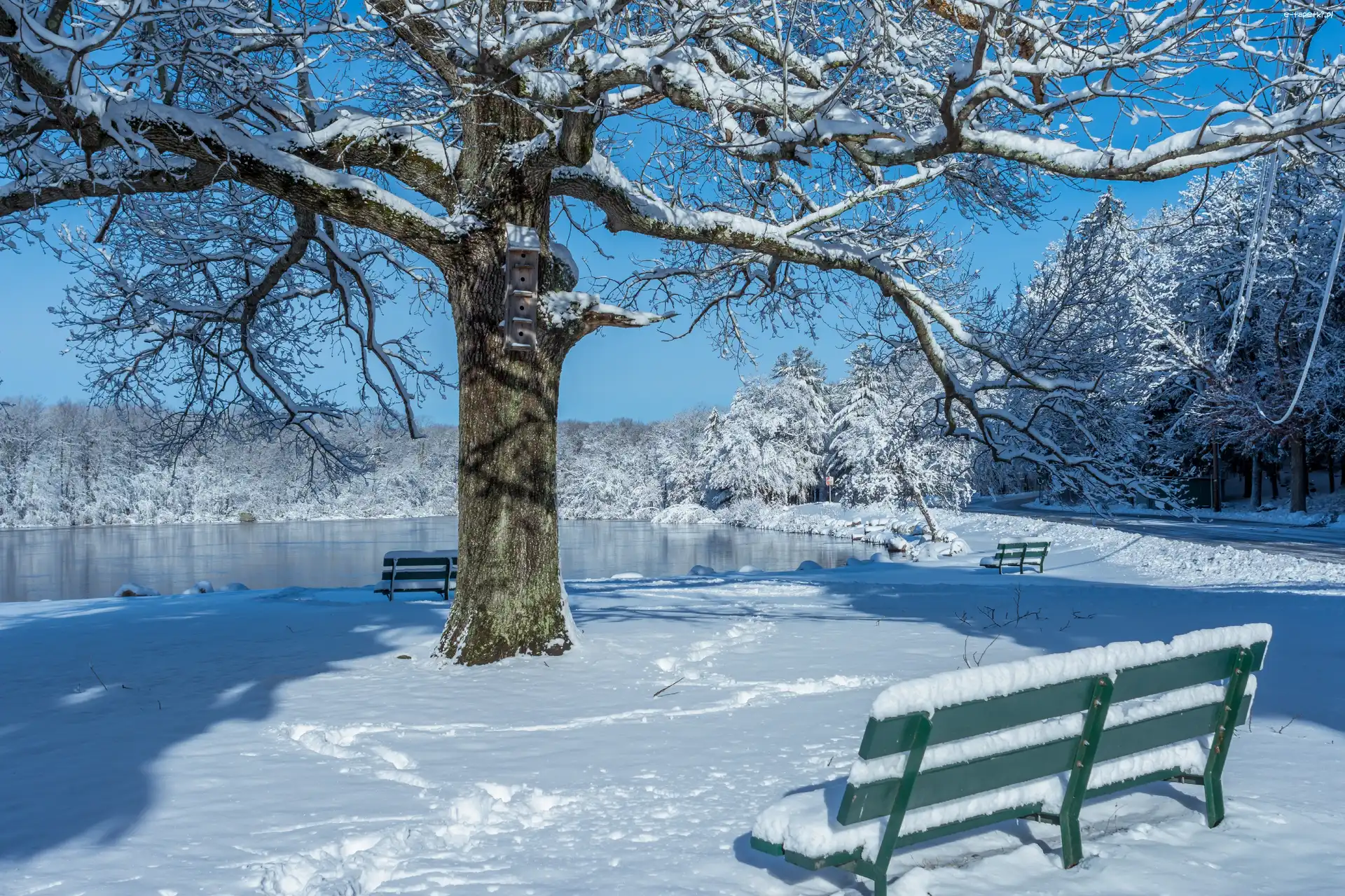 Park, Drzewa, Staw, Zima, Ławeczki