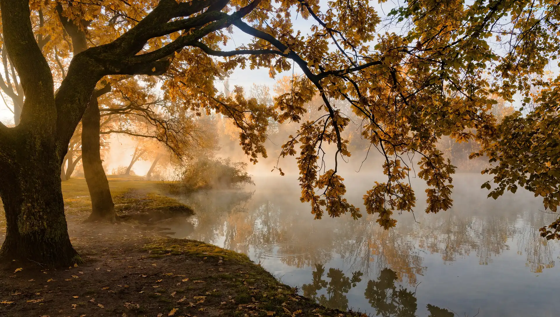 Staw, Drzewa, Jesień