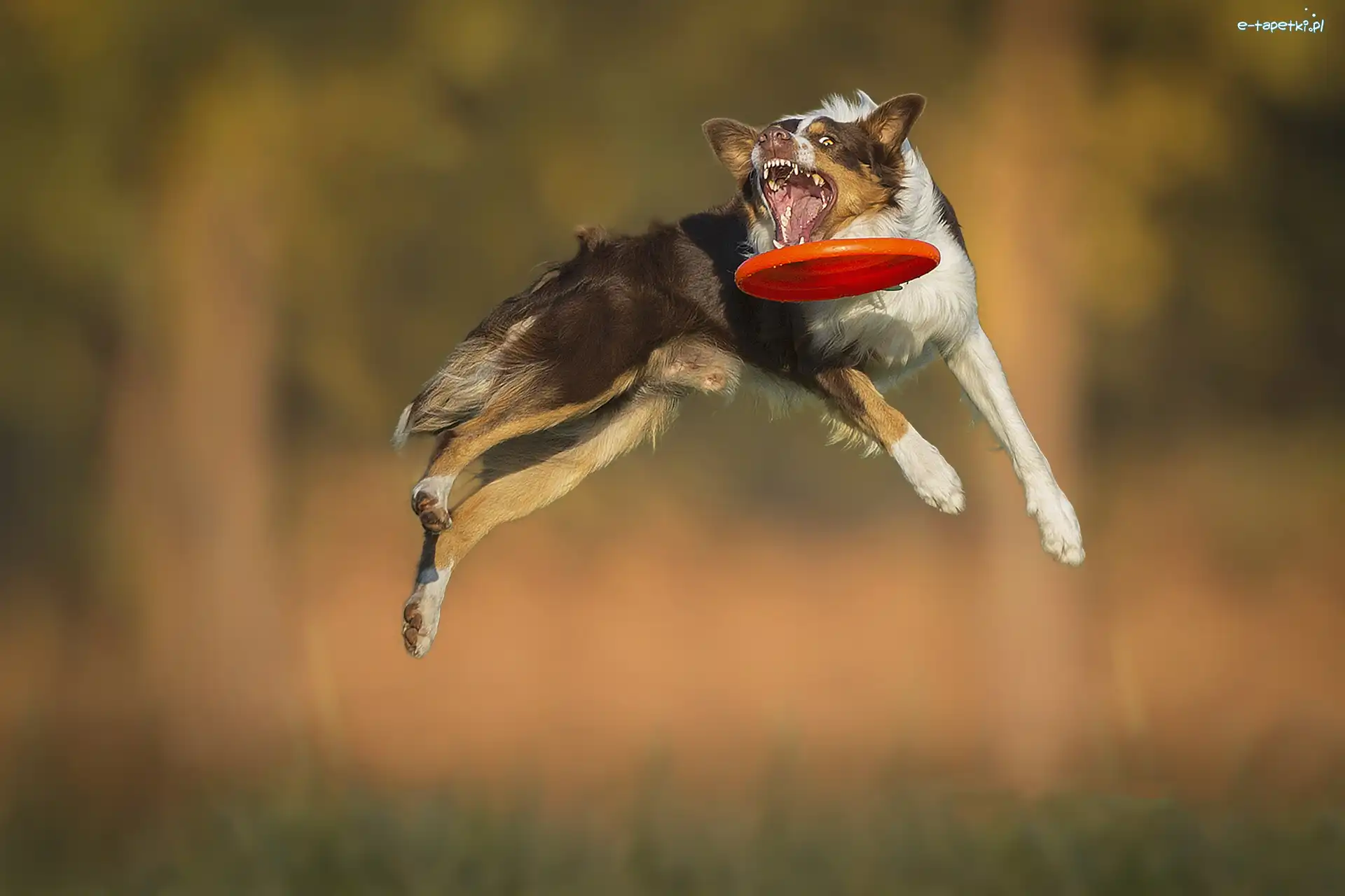 Frisbee, Skok, Border Collie
