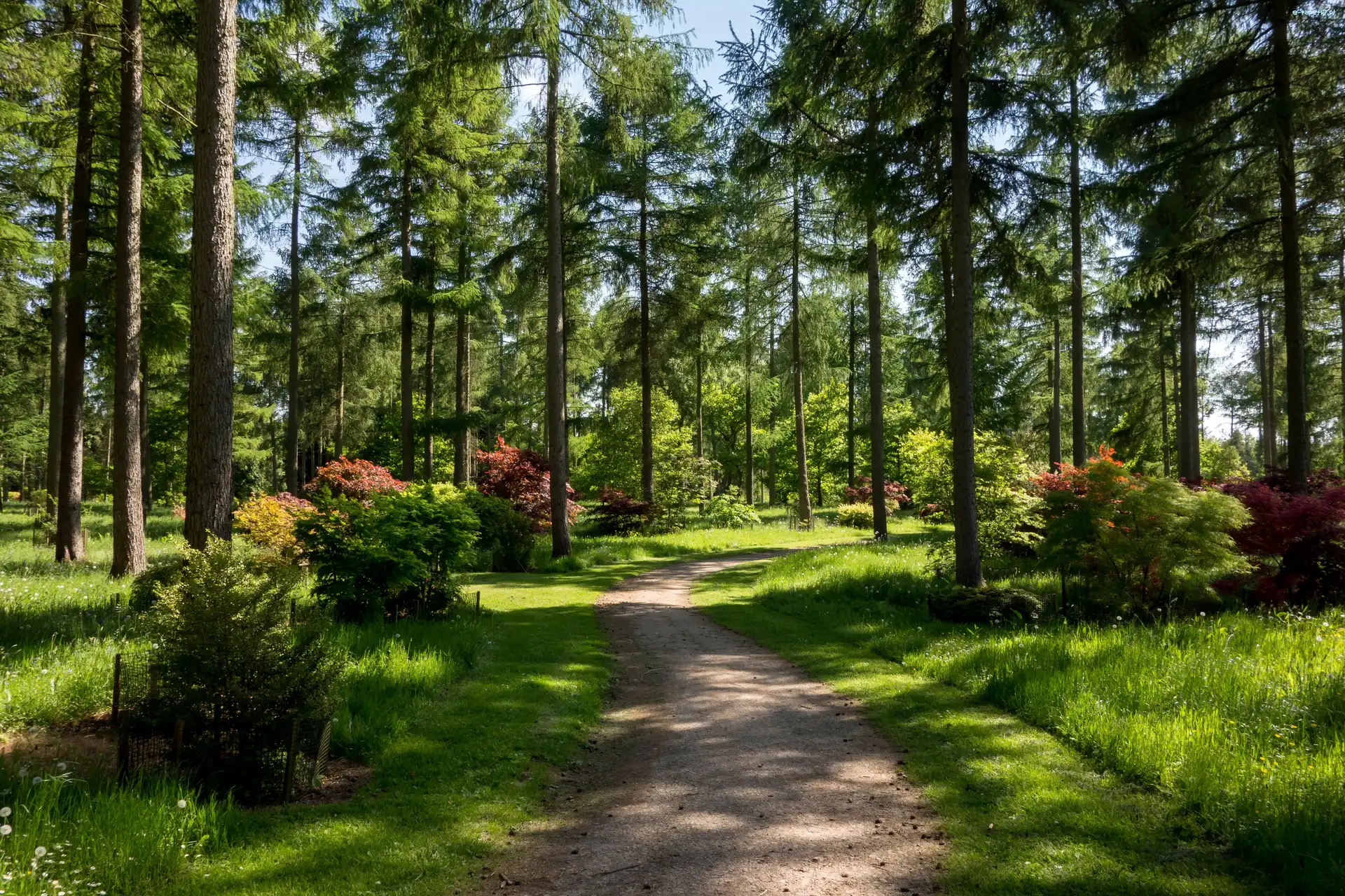 Westonbirt Arboretum, Ścieżka, Park, Anglia