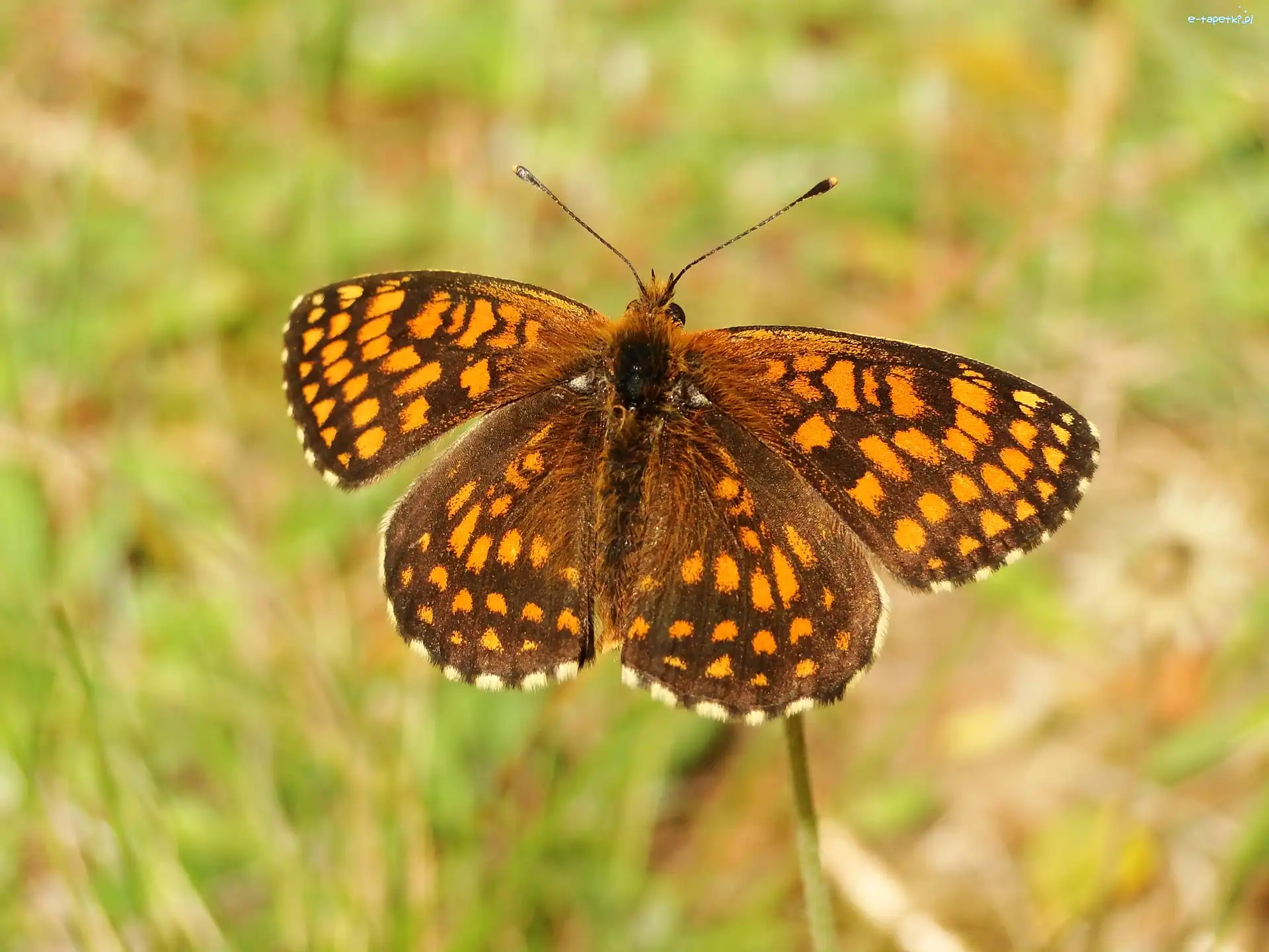 Motyl, Przeplatka atalia