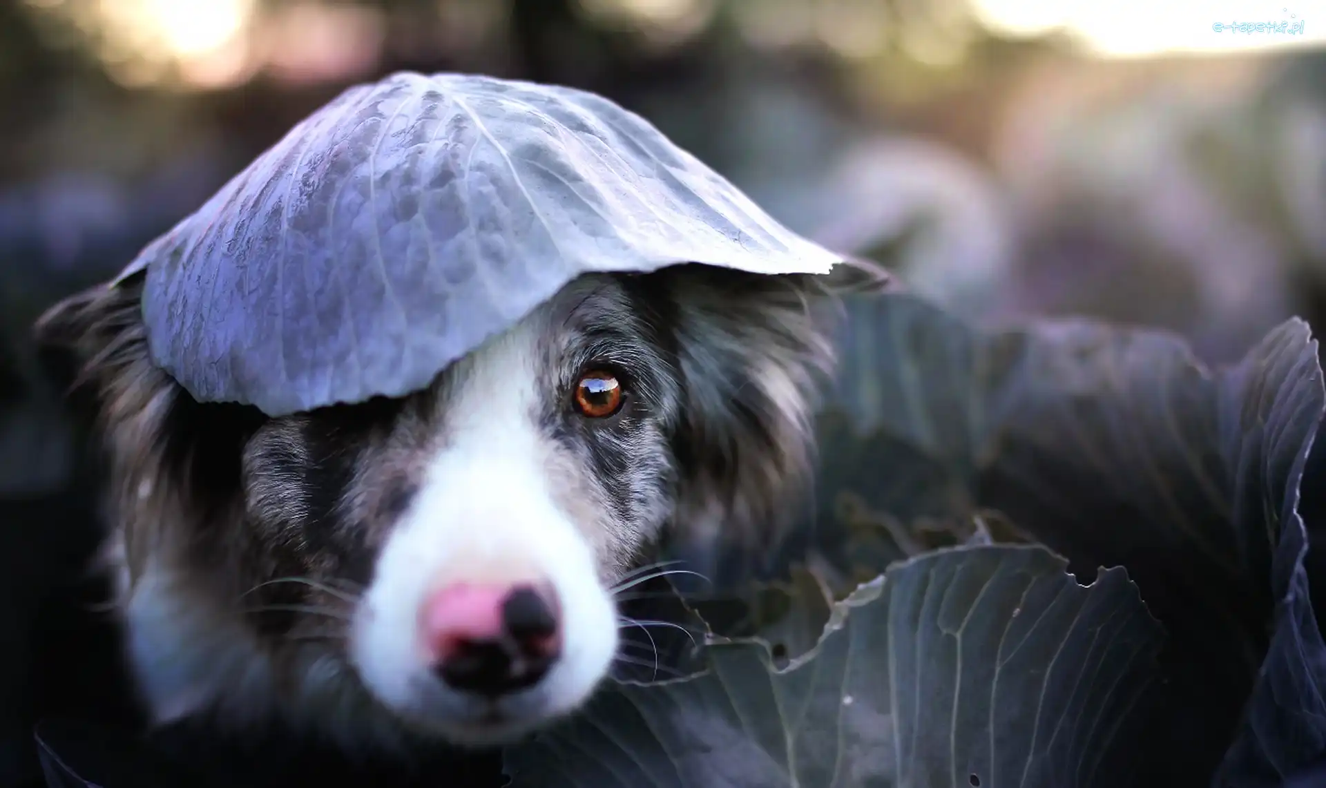 Border Collie, Kapusty, Liść, Pies