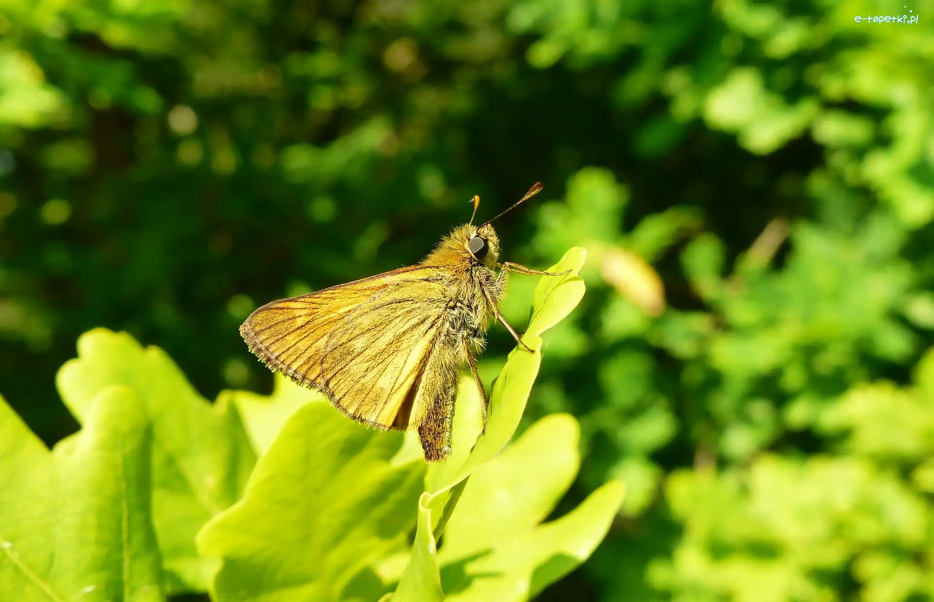 Karłątek kniejnik, Motyl