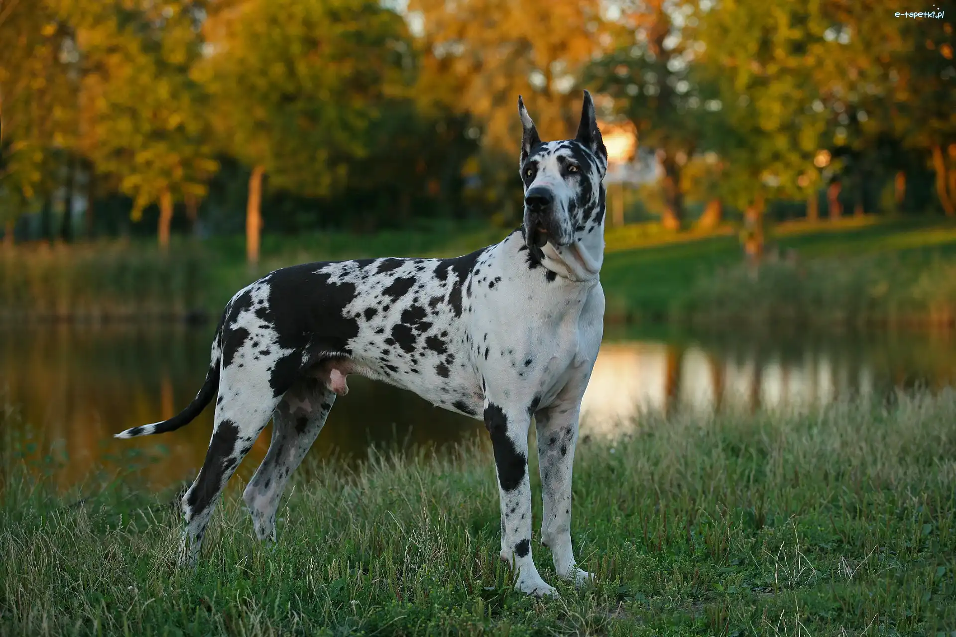 Arlekin, Staw, Park, Dog Niemiecki