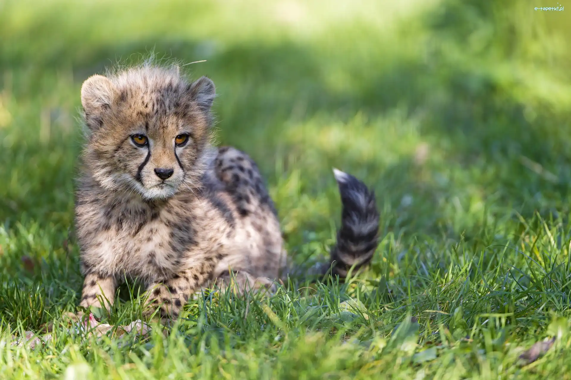 Trawa, Gepard, Mały