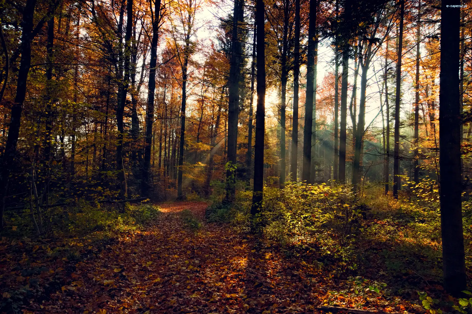 Las, Przebijające Światło, Jesień