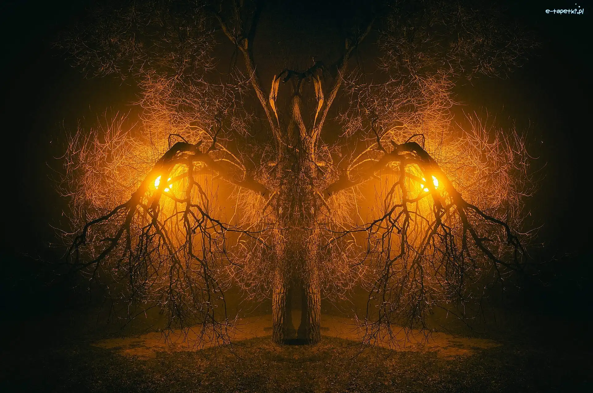 Lampy, Konary, Drzewo