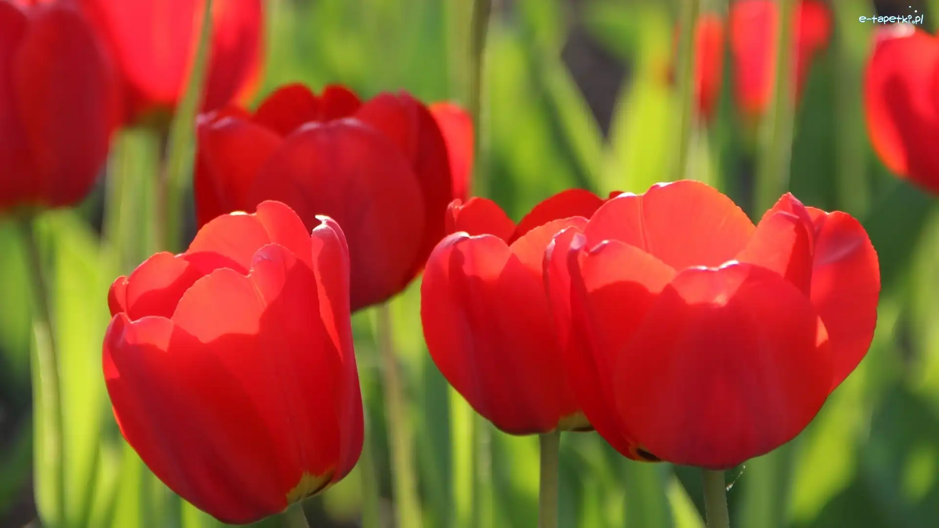 Tulipany, Czerwone, Rozwinięte
