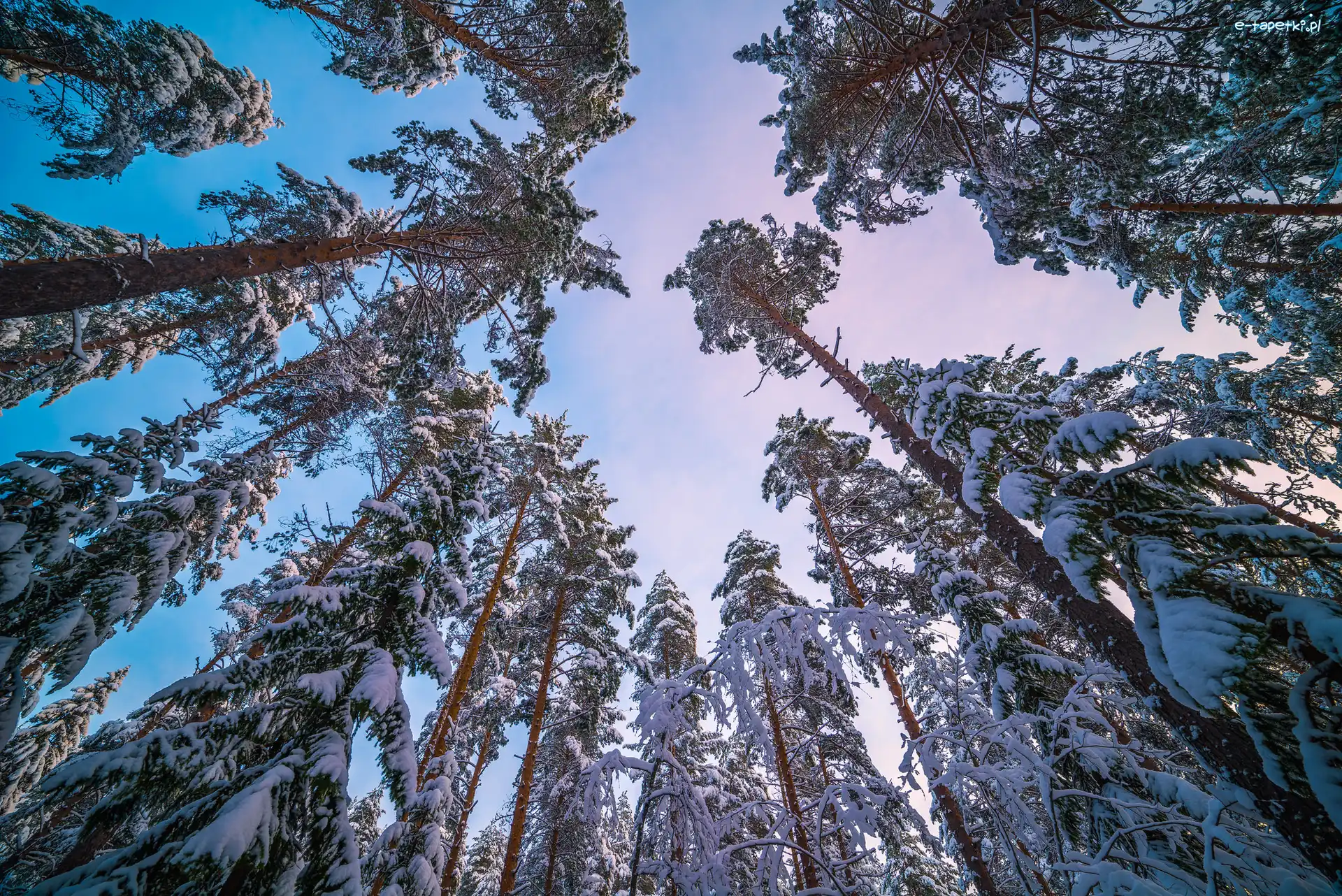 Wierzchołki, Drzewa, Zima