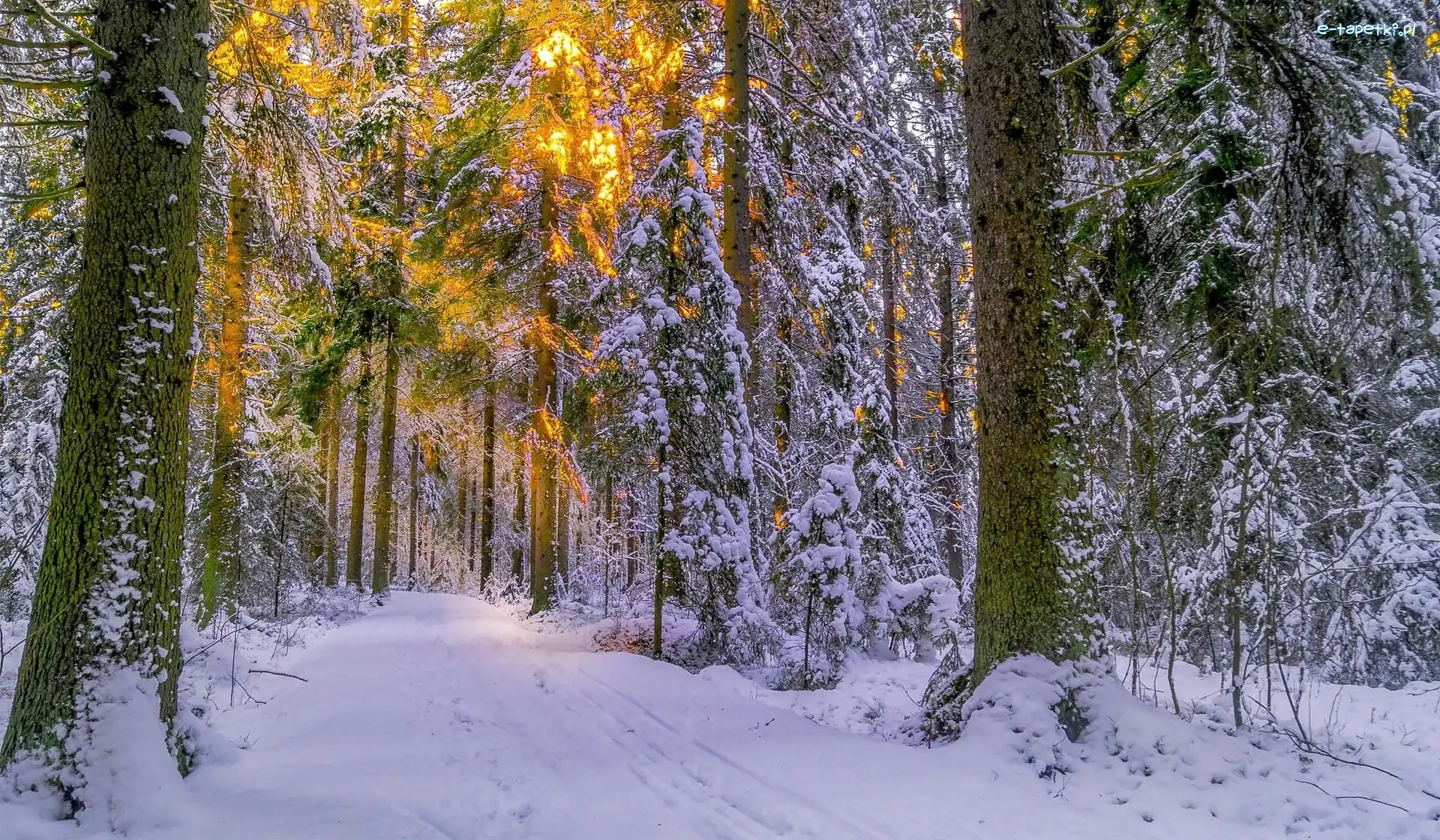 Las, Drzewa, Ośnieżone, Zima, Przebijające światło