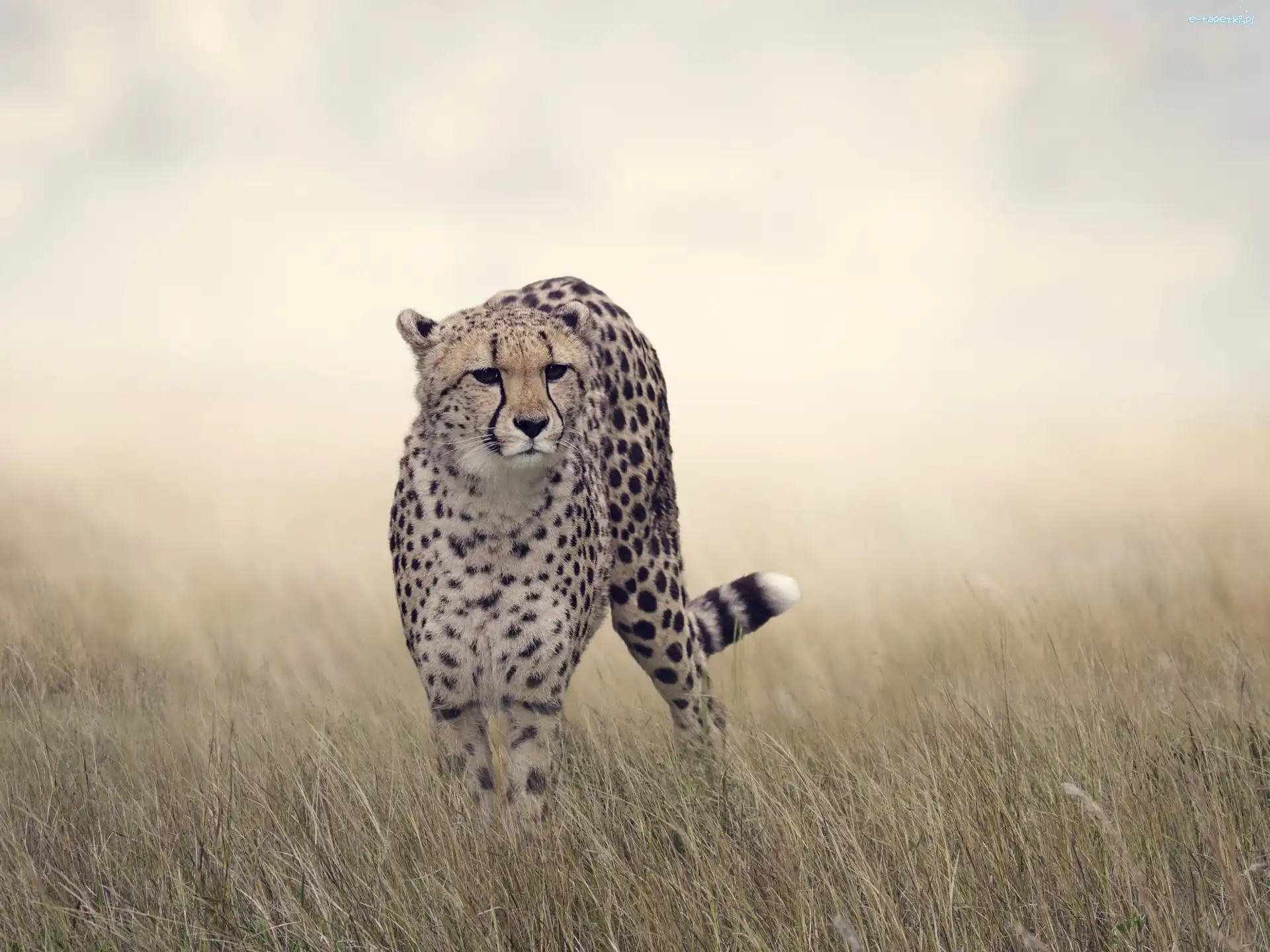Gepard, Trawa