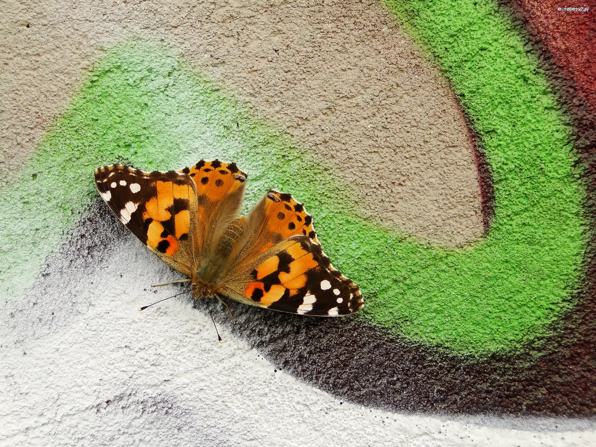 Motyl, Graffiti, Rusałka osetnik, Owad