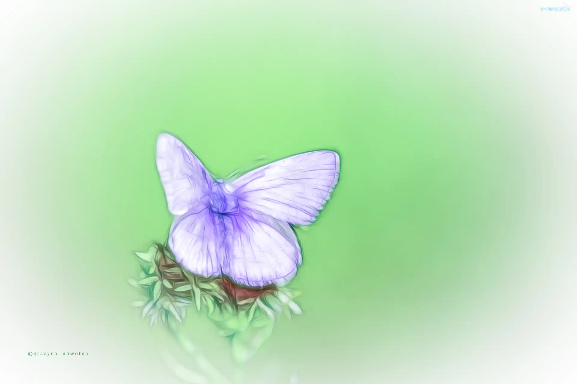 Fractalius, Motyl