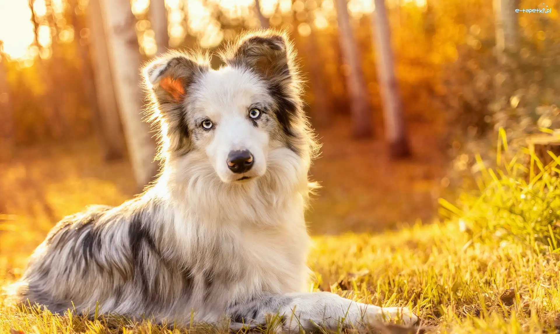 Border collie, Trawa, Las, Pies