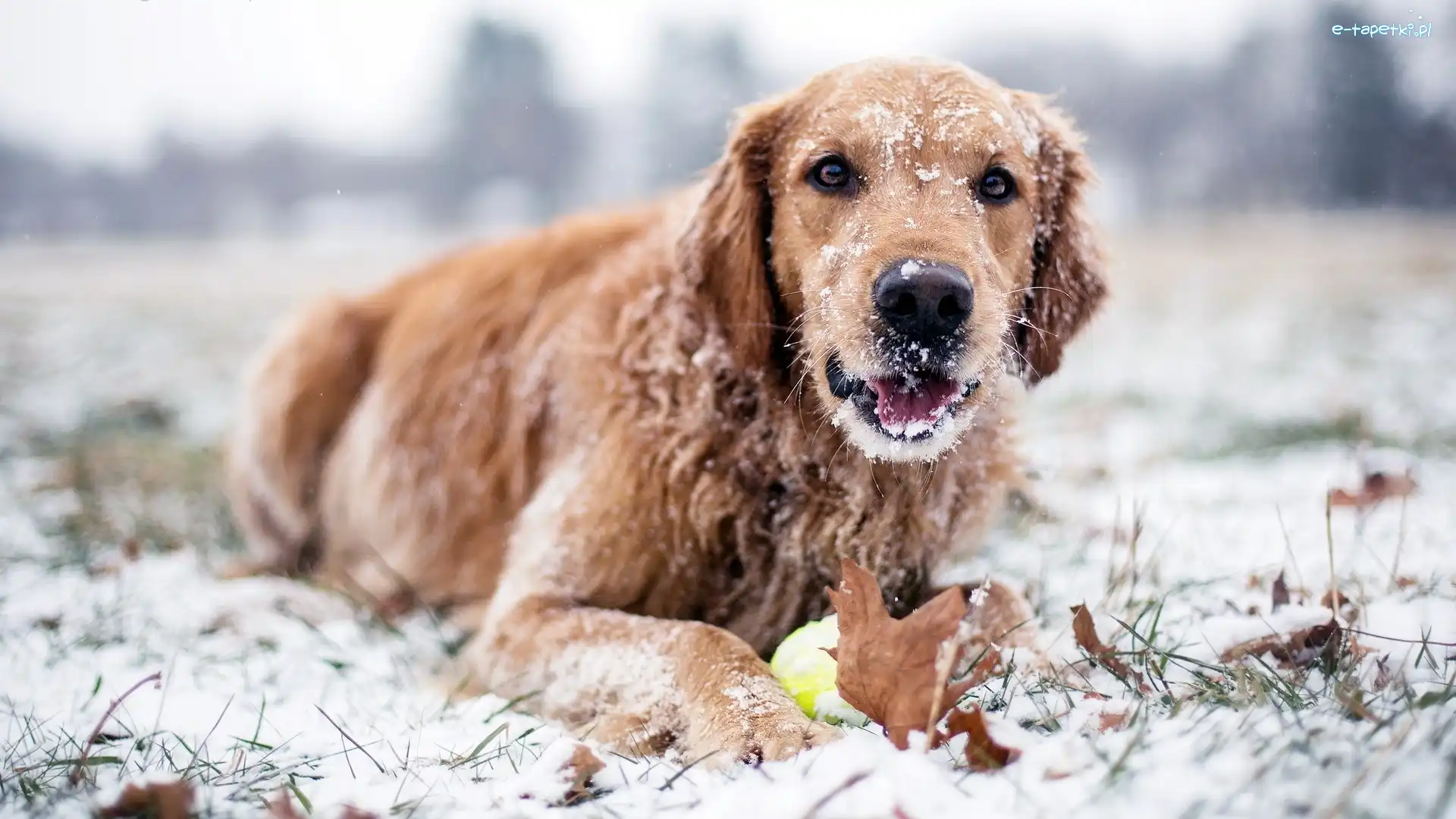 Śnieg, Zima, Golden retriever