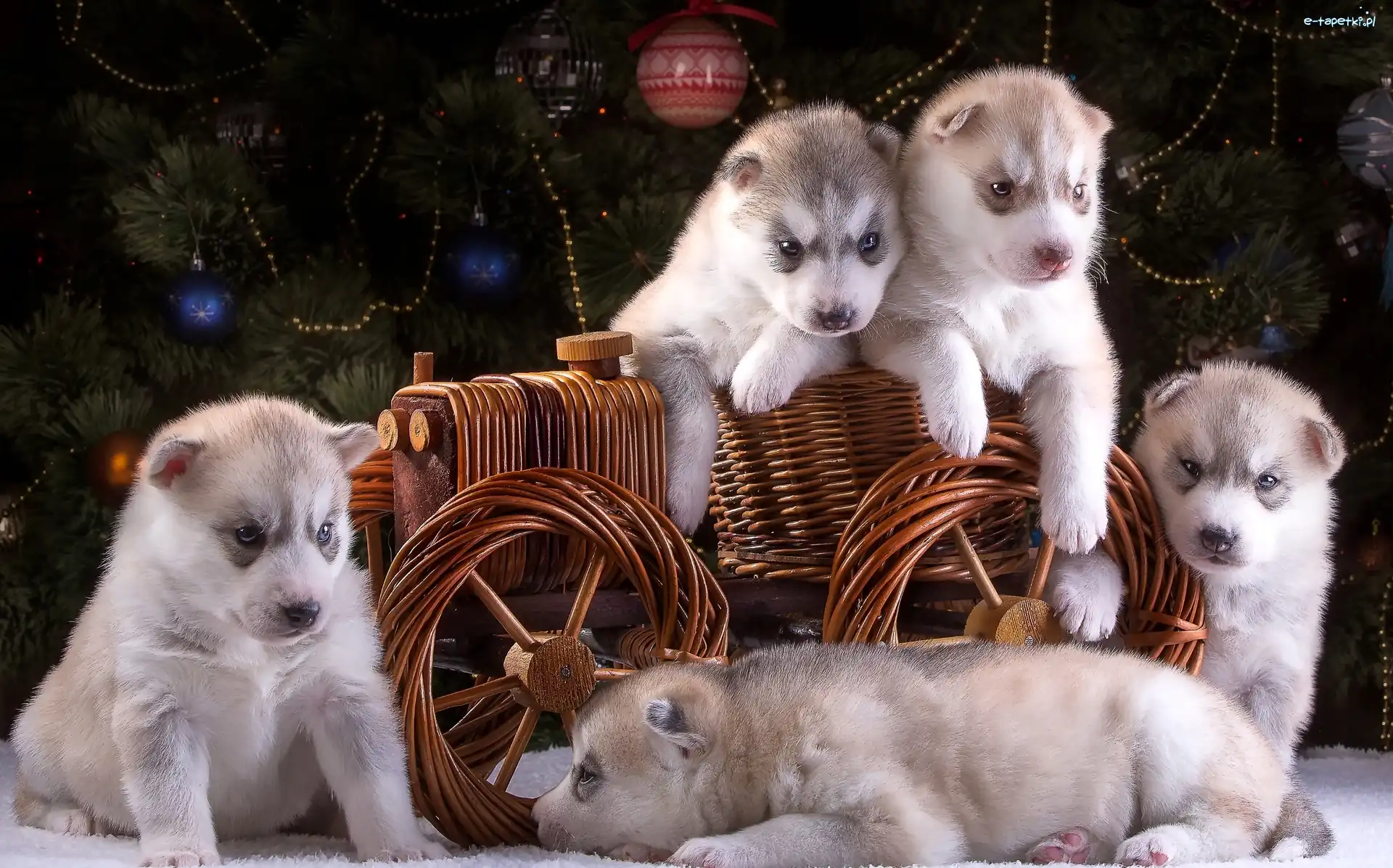Wózek, Szczeniaki, Siberian Husky