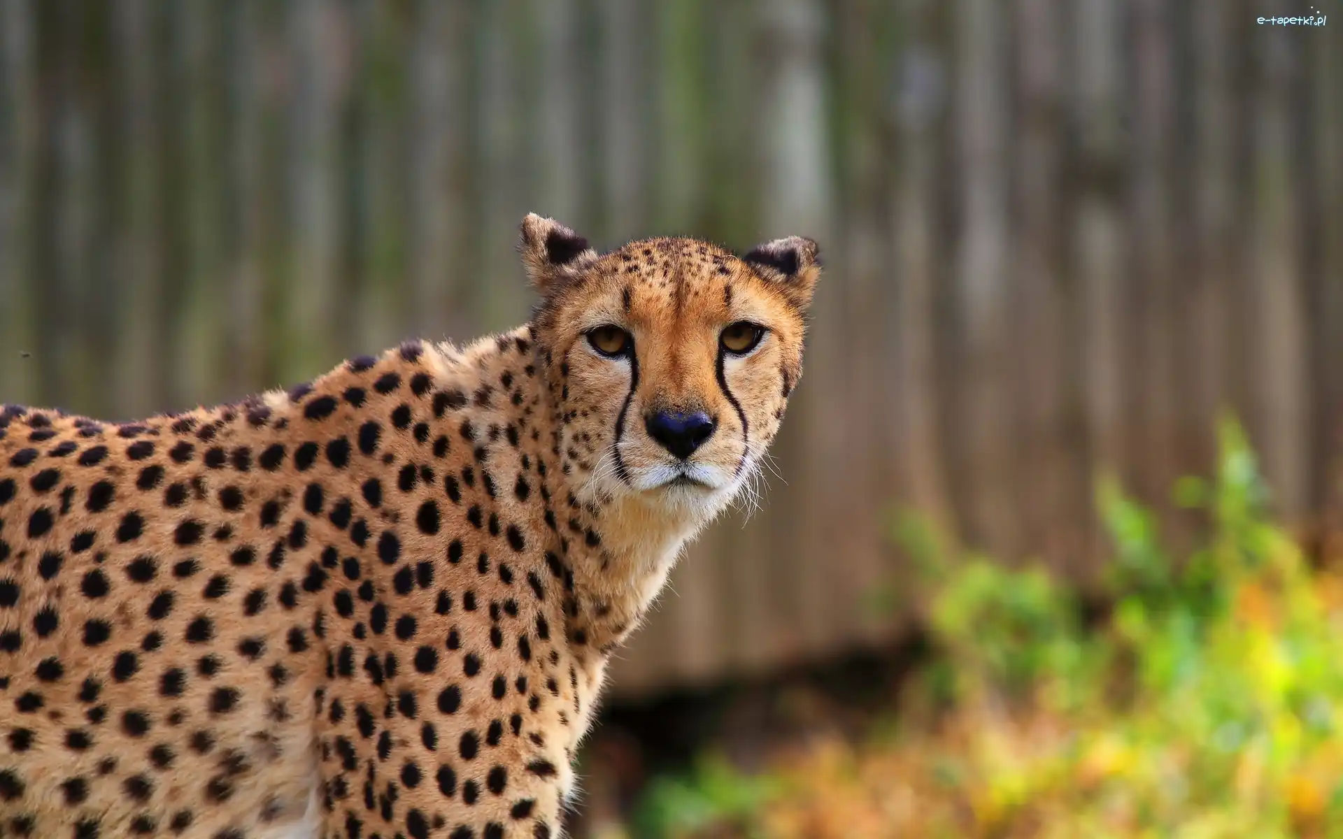 Gepard, Pozujący