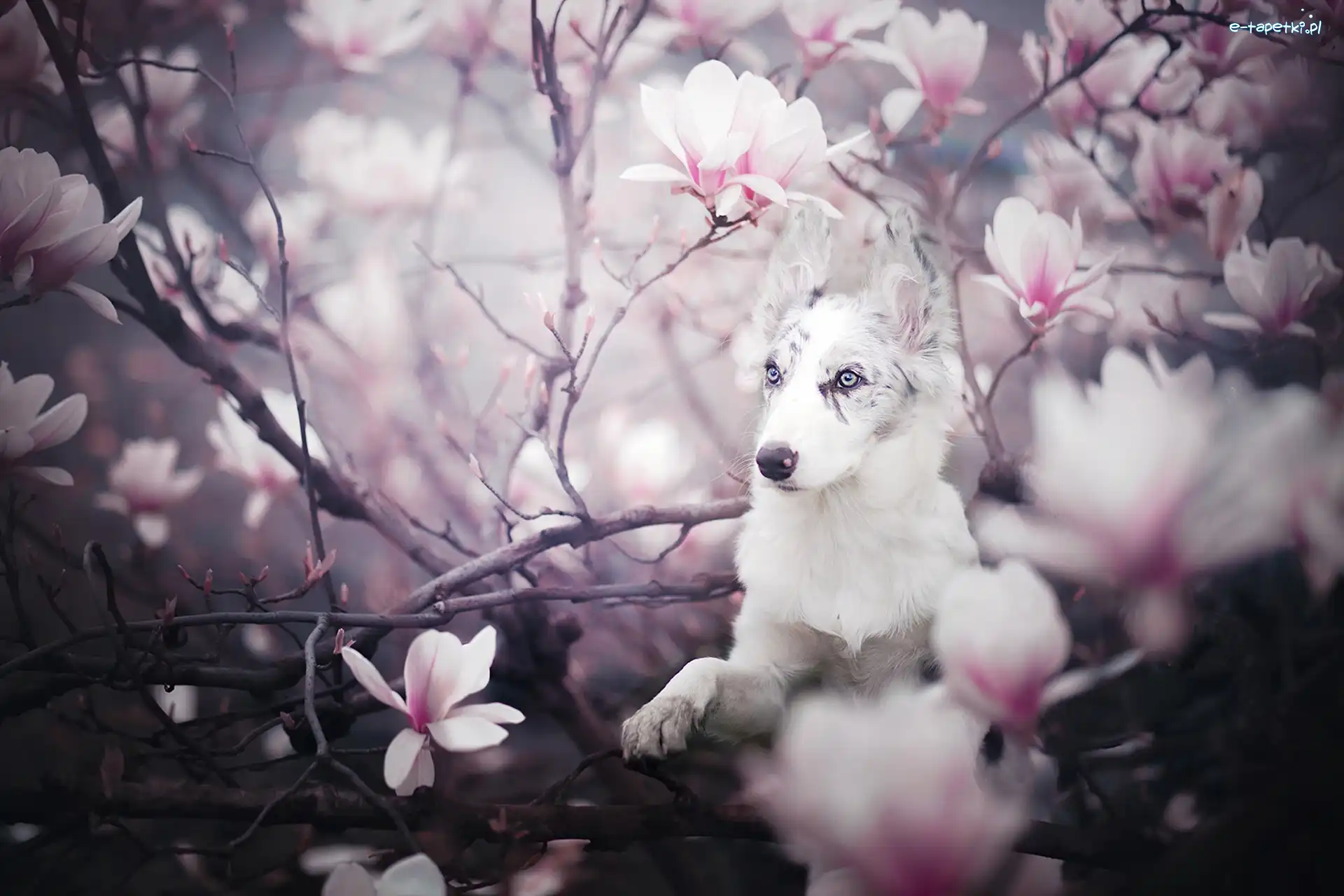 Magnolia, Border collie