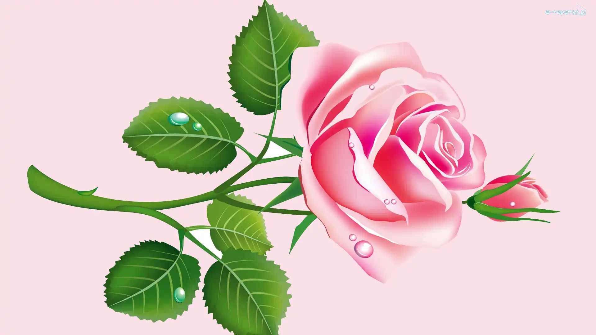 Róża, Różowa, Grafika 2D
