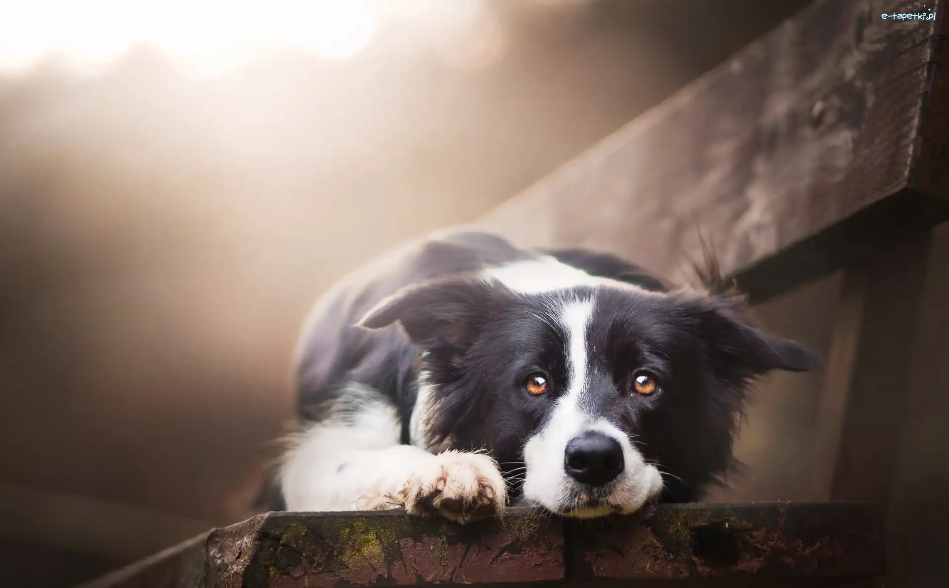 Ławka, Border collie