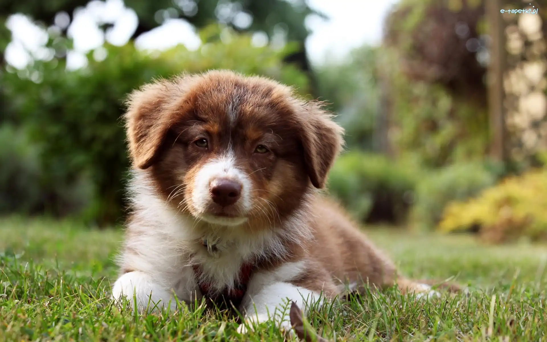 Owczarek australijski-australian shepherd, Szczeniak