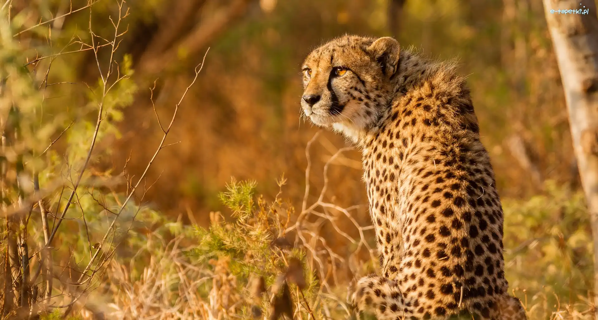 Gepard, Kot, Dziki