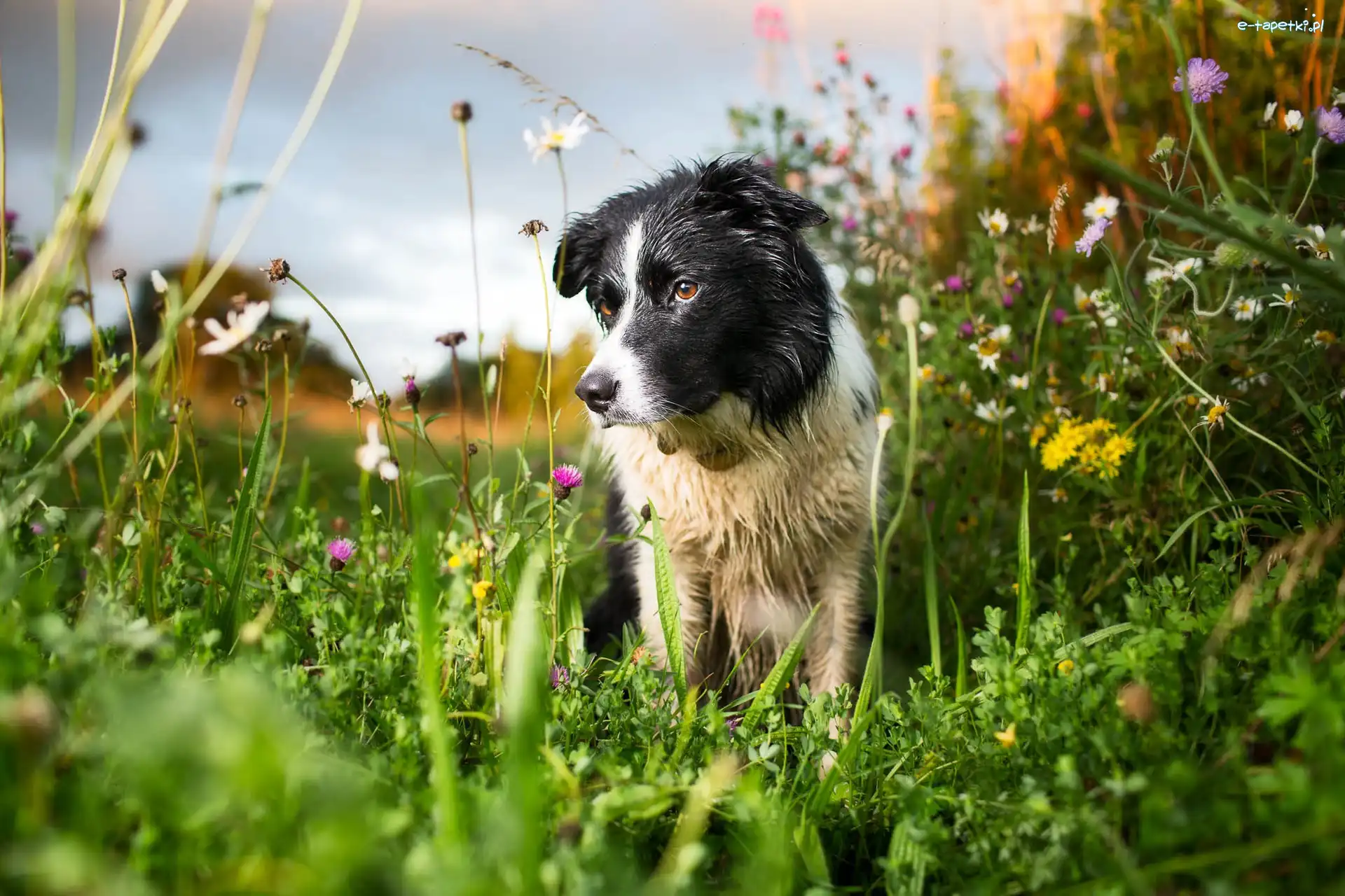 Kwiaty, Łąka, Border collie