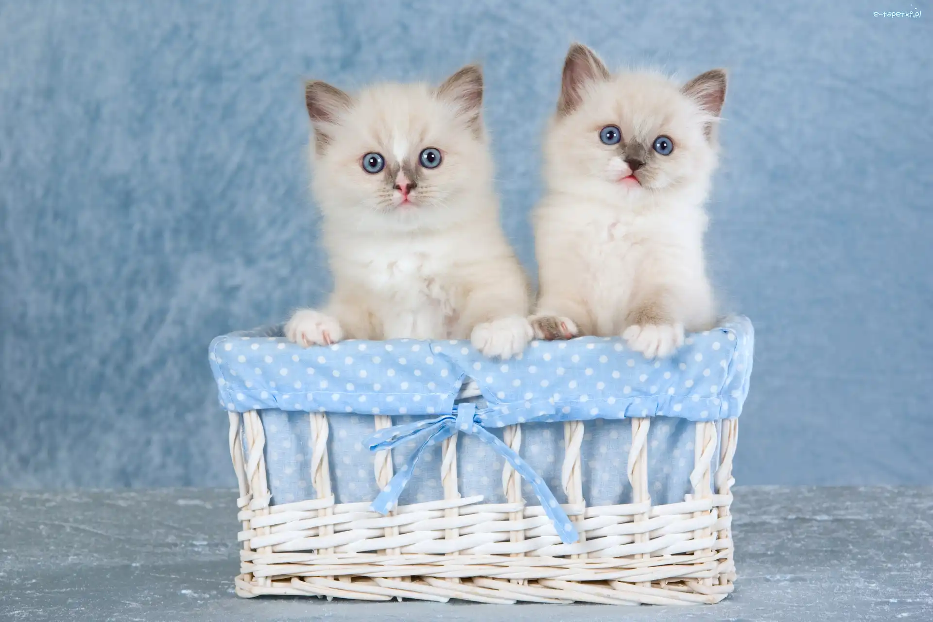 Koty, Koszyk, Ragdoll, Dwa