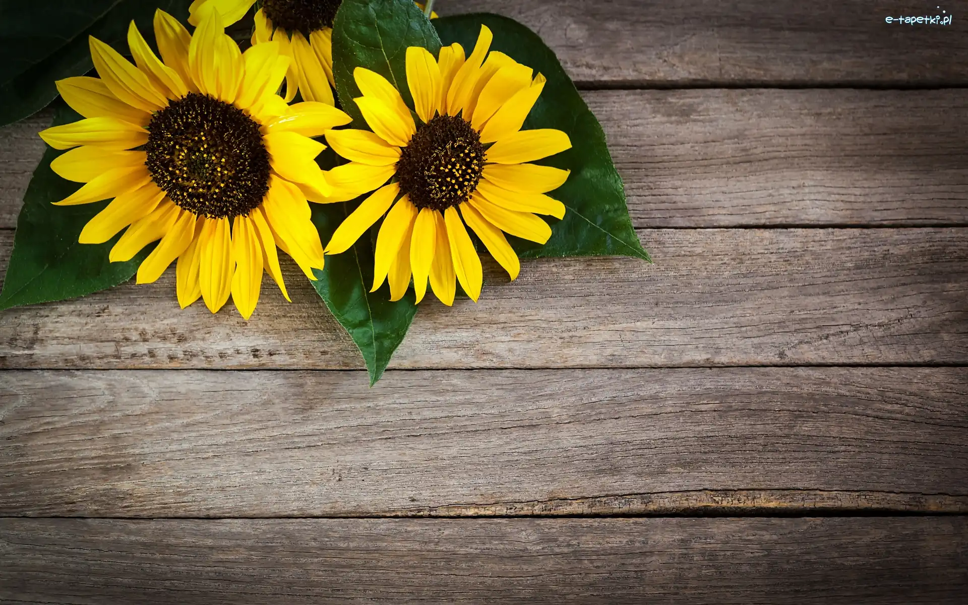 Liście, Rudbekia