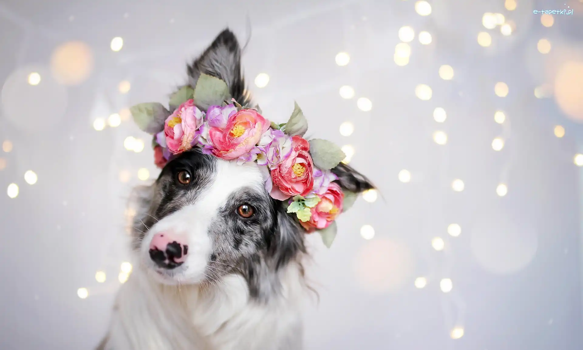 Wianek, Border collie