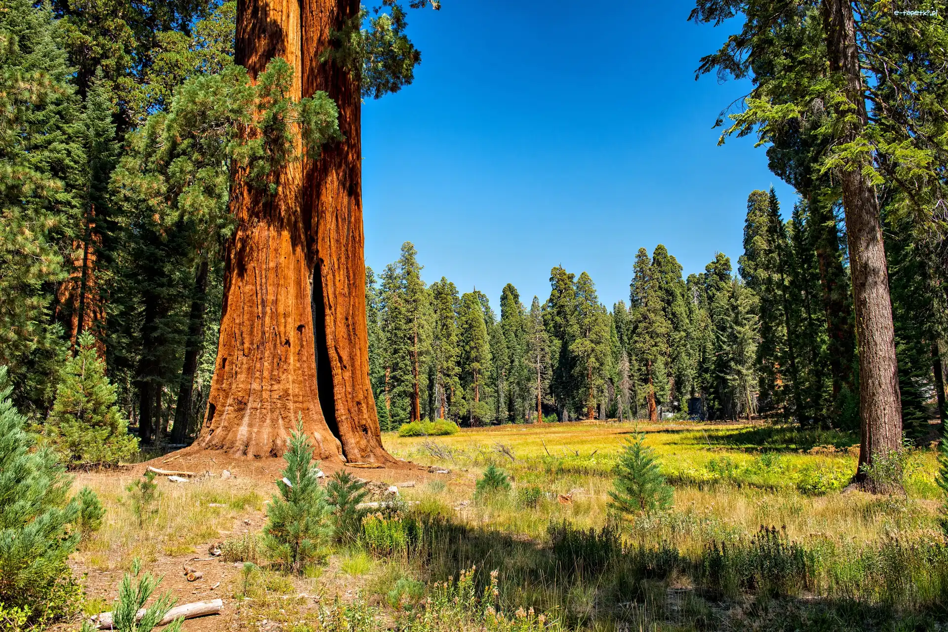 Stany Zjednoczone, Sekwoje, Park Narodowy Sequoia Kings, Polana, Las
