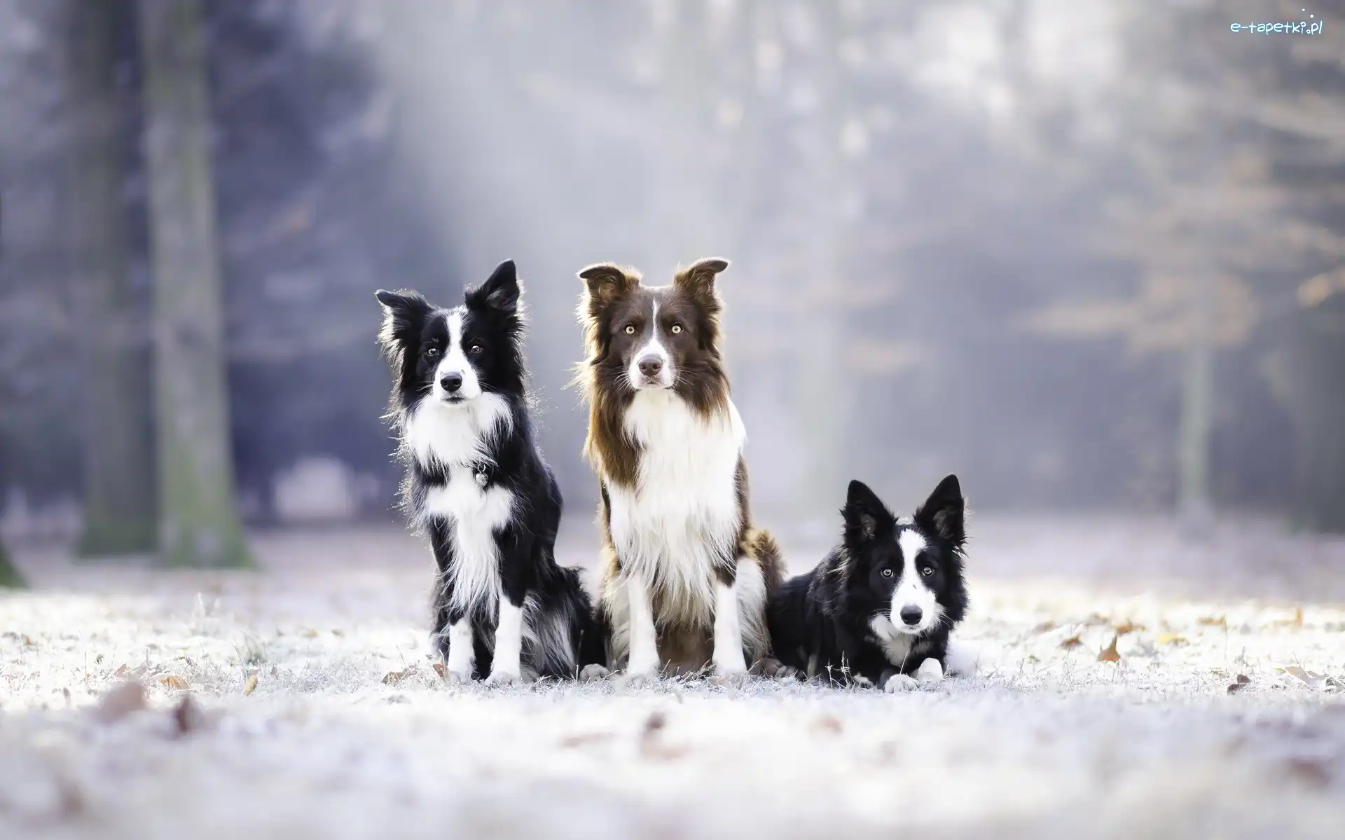 Border collie, Trzy