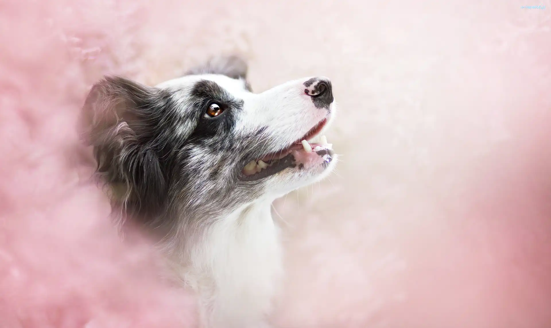 Border collie, Tło, Rozmyte, Portret
