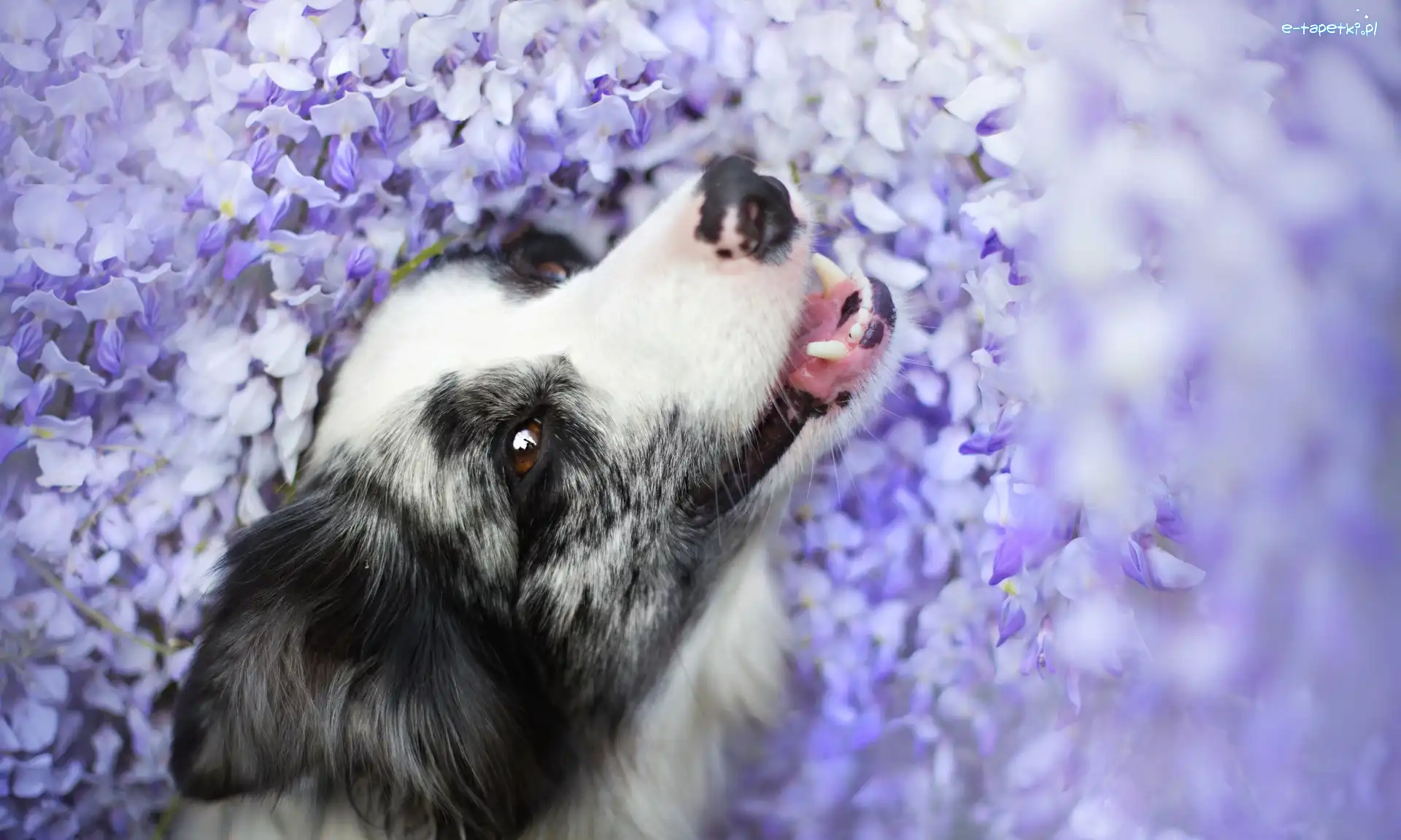 Kwiaty, Fioletowe, Border collie