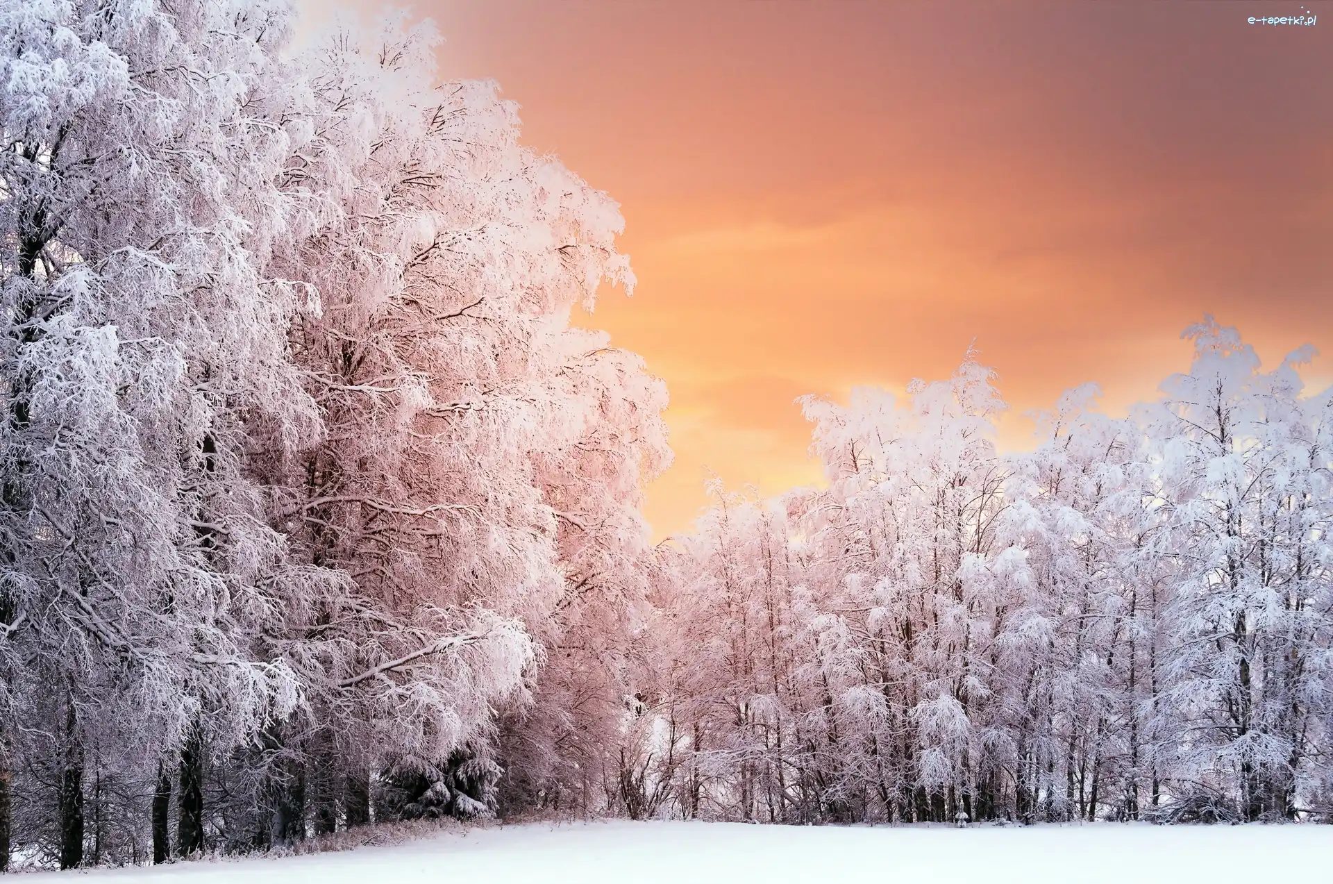 Zima, Las, Śnieg, Drzewa, Ośnieżone