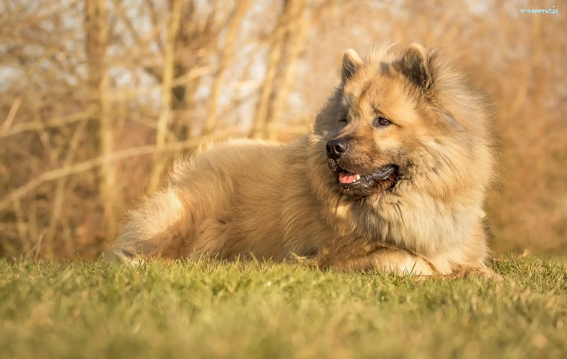 Trawa, Łąka, Szpic eurasier