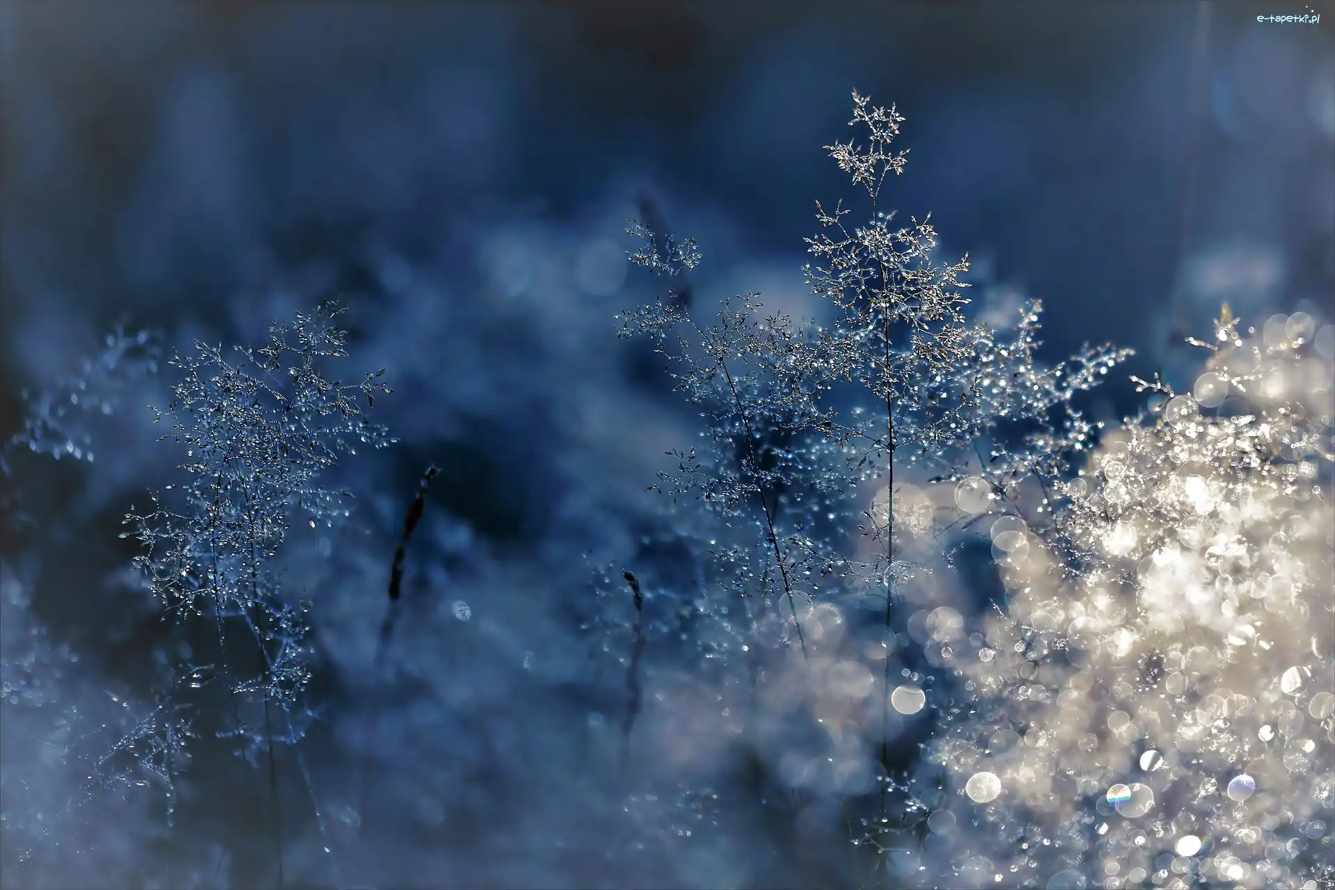 Zima, Trawy, Zamarznięte, Bokeh, Światło