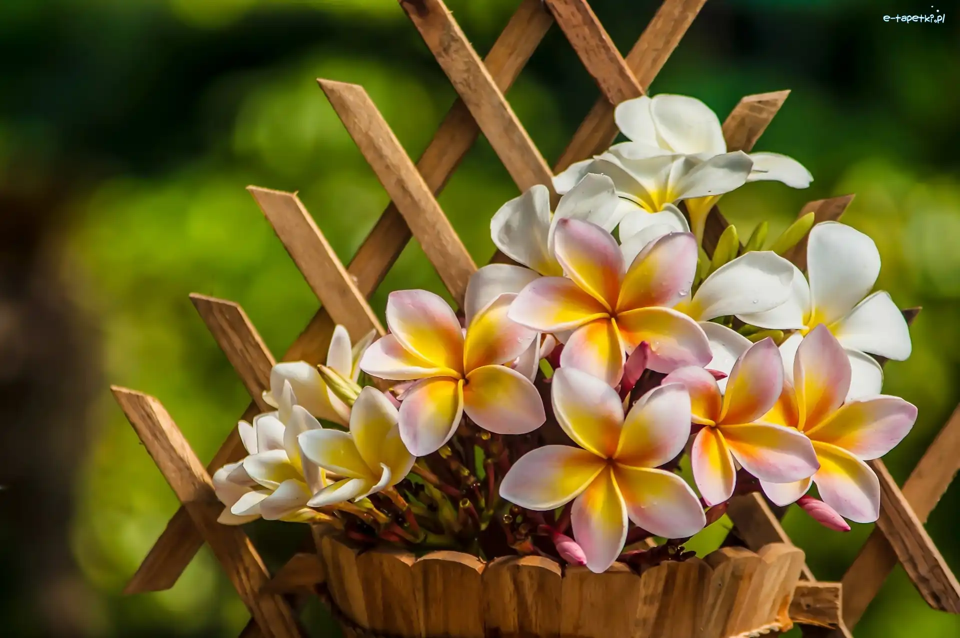 Doniczka, Plumeria