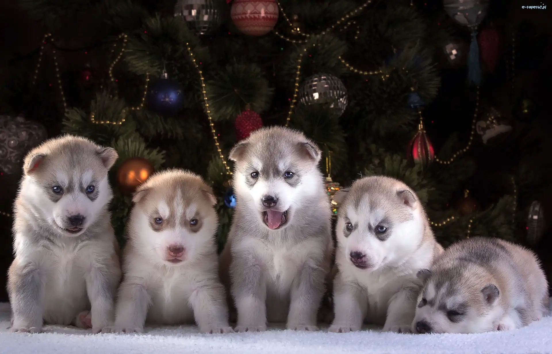Siberian Husky, Szczeniaków, Pięć