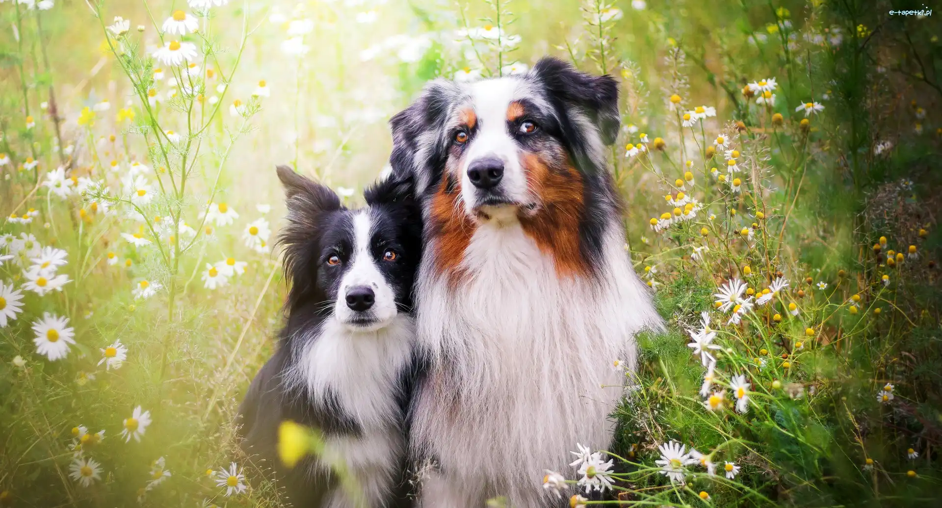 Kwiaty, Owczarek australijski, Border collie, Łąka