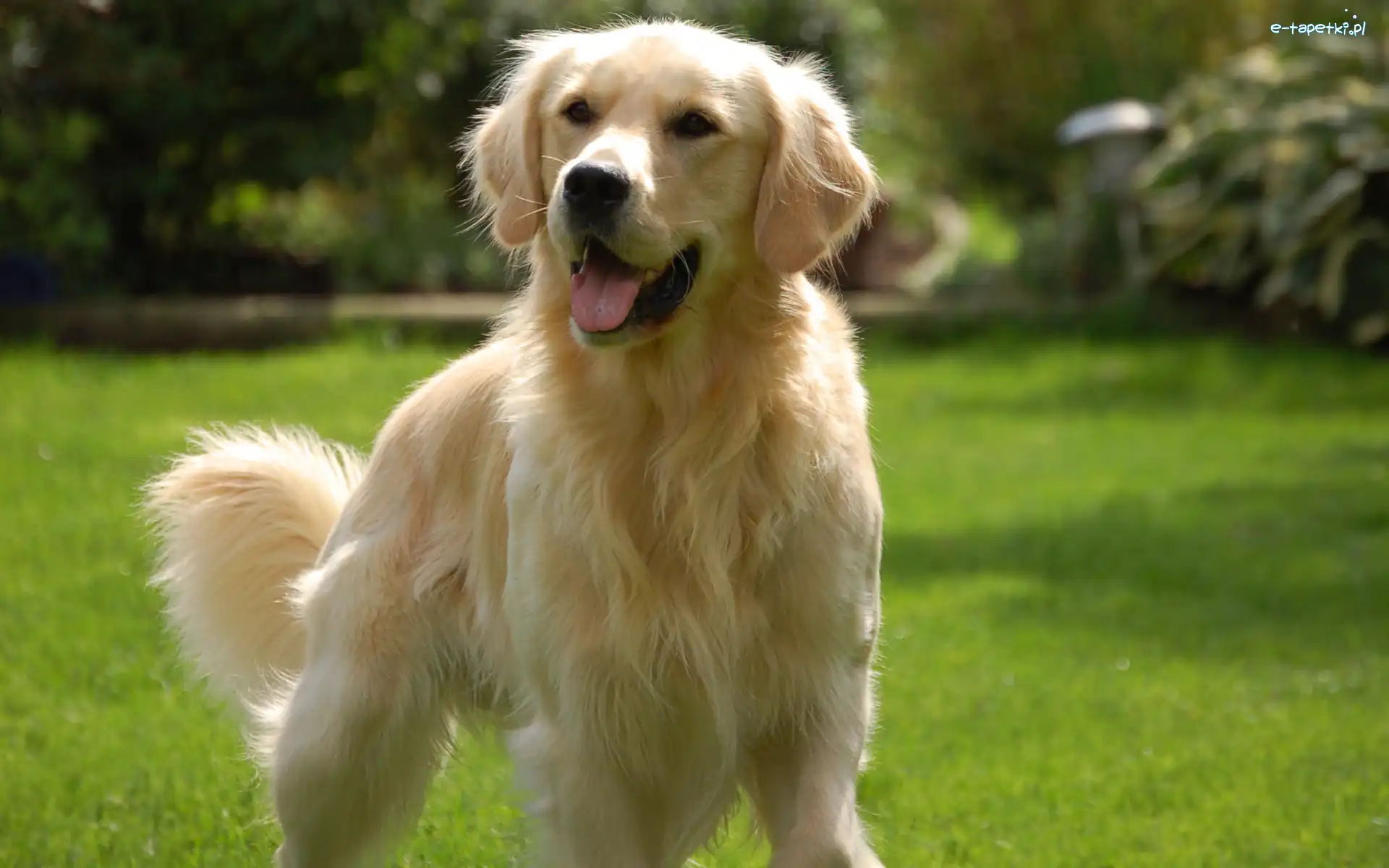 Trawnik, Golden retriever