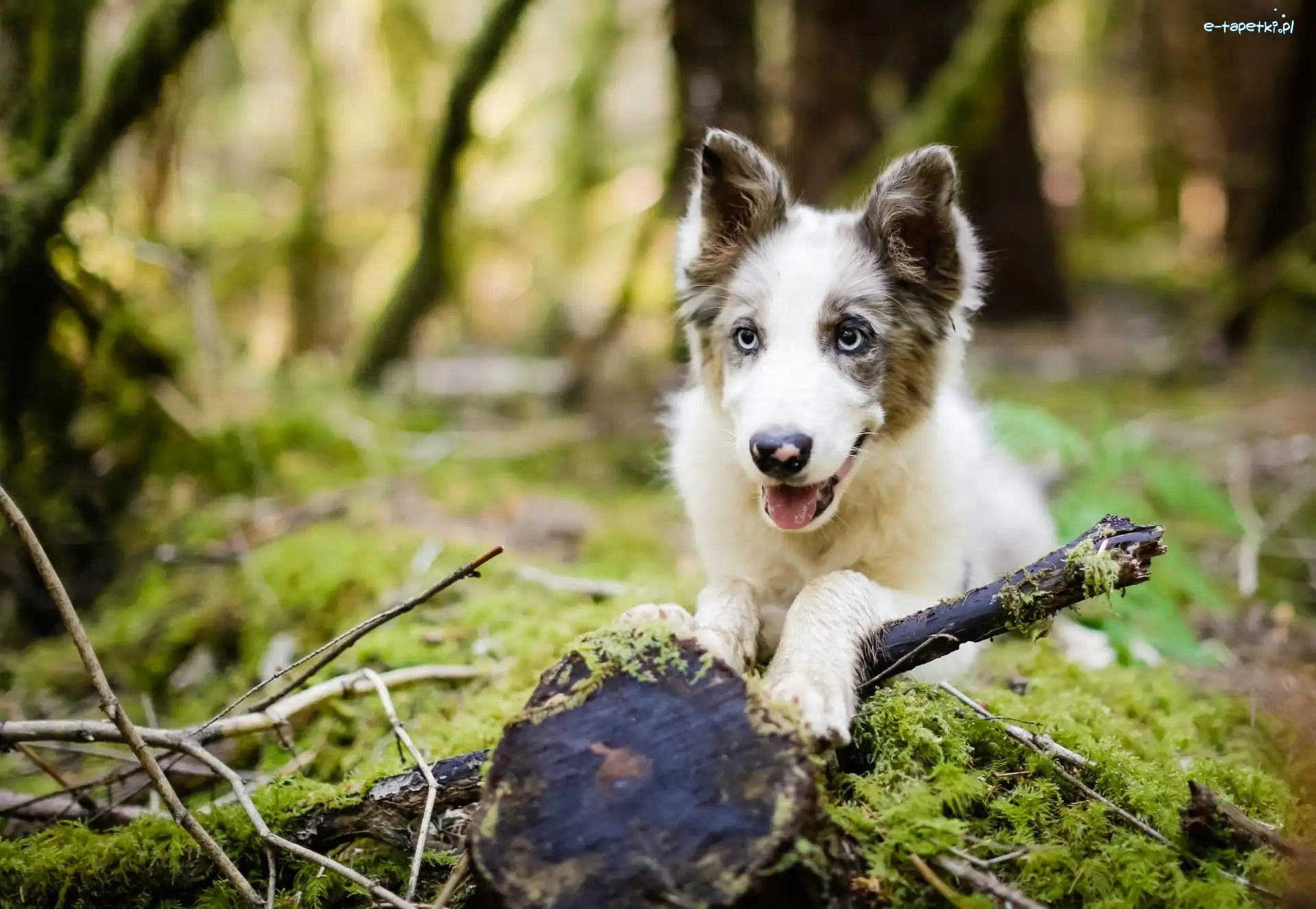 Pniak, Mech, Gałęzie, Border collie