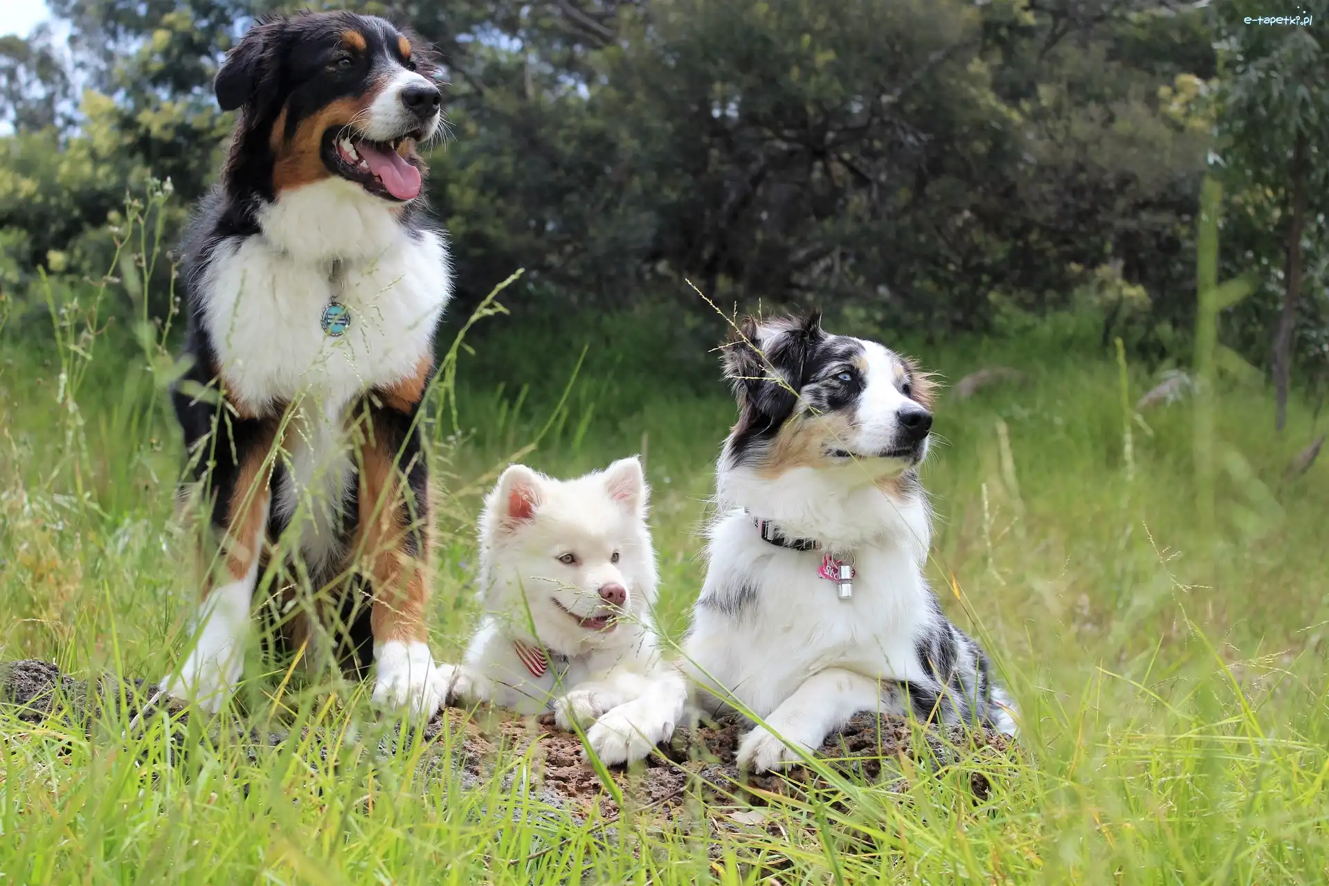 Border collie, Fiński lapphund, Owczarek australijski, Psy, Trzy