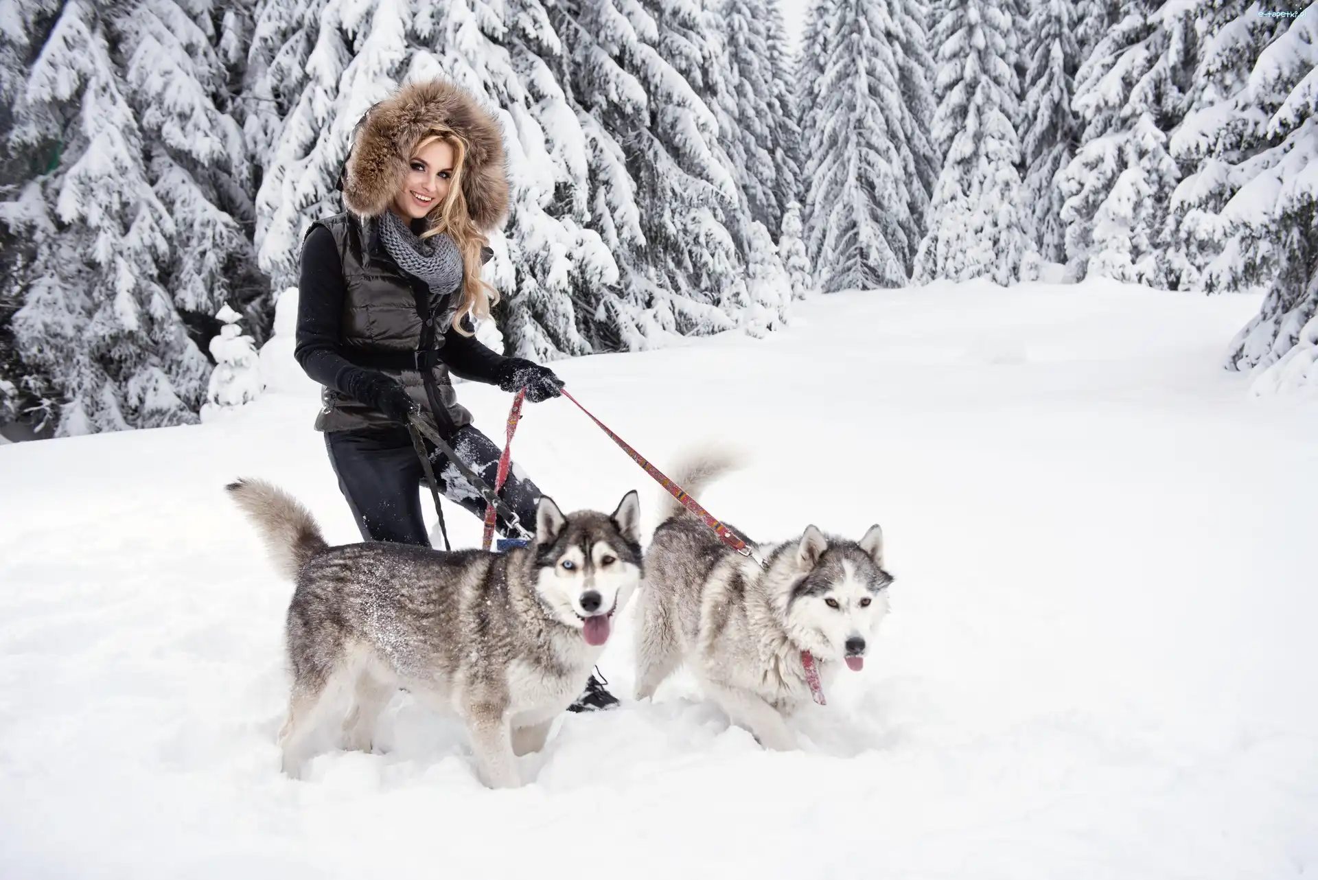 Las, Siberian husky, Kobieta, Zima